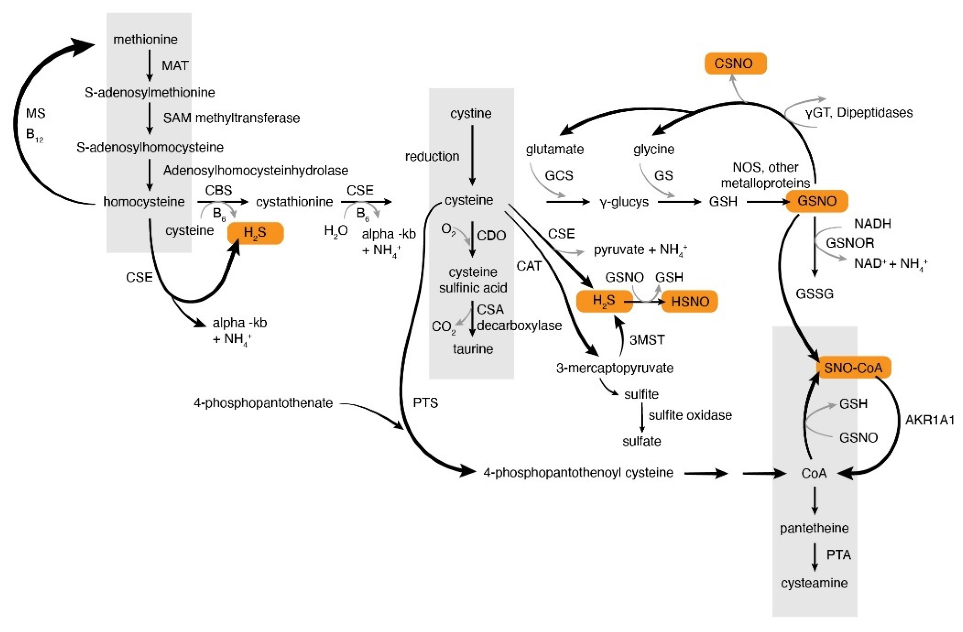Antioxidants 09 00225 g001