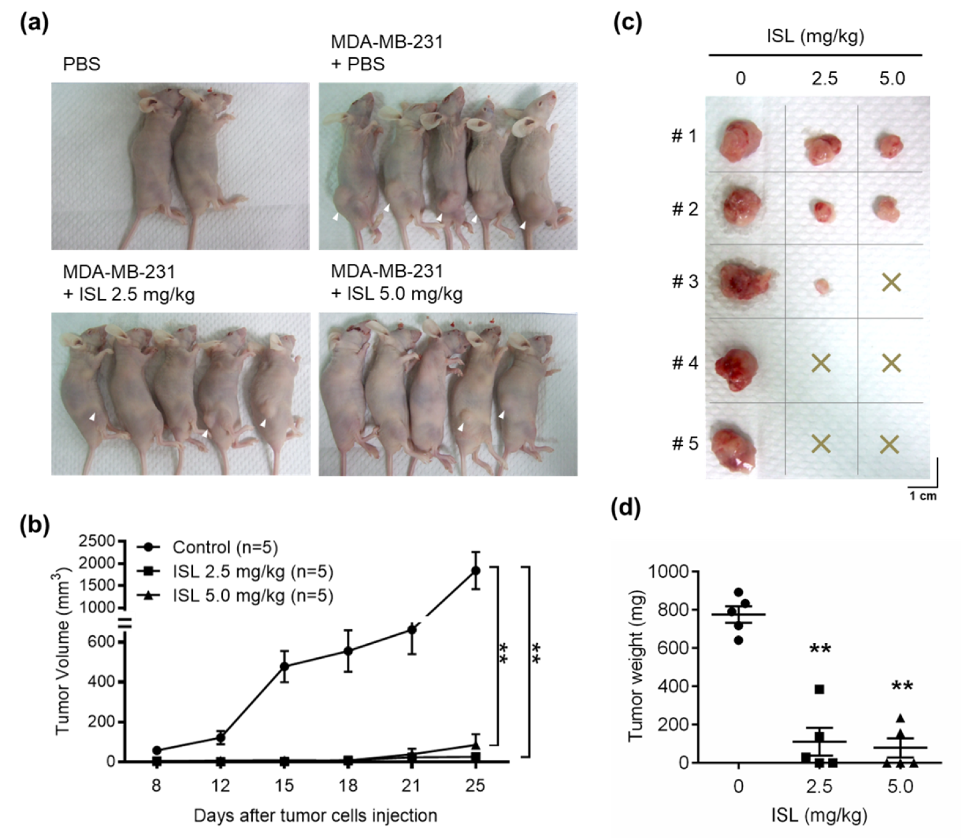 Antioxidants 09 00228 g005