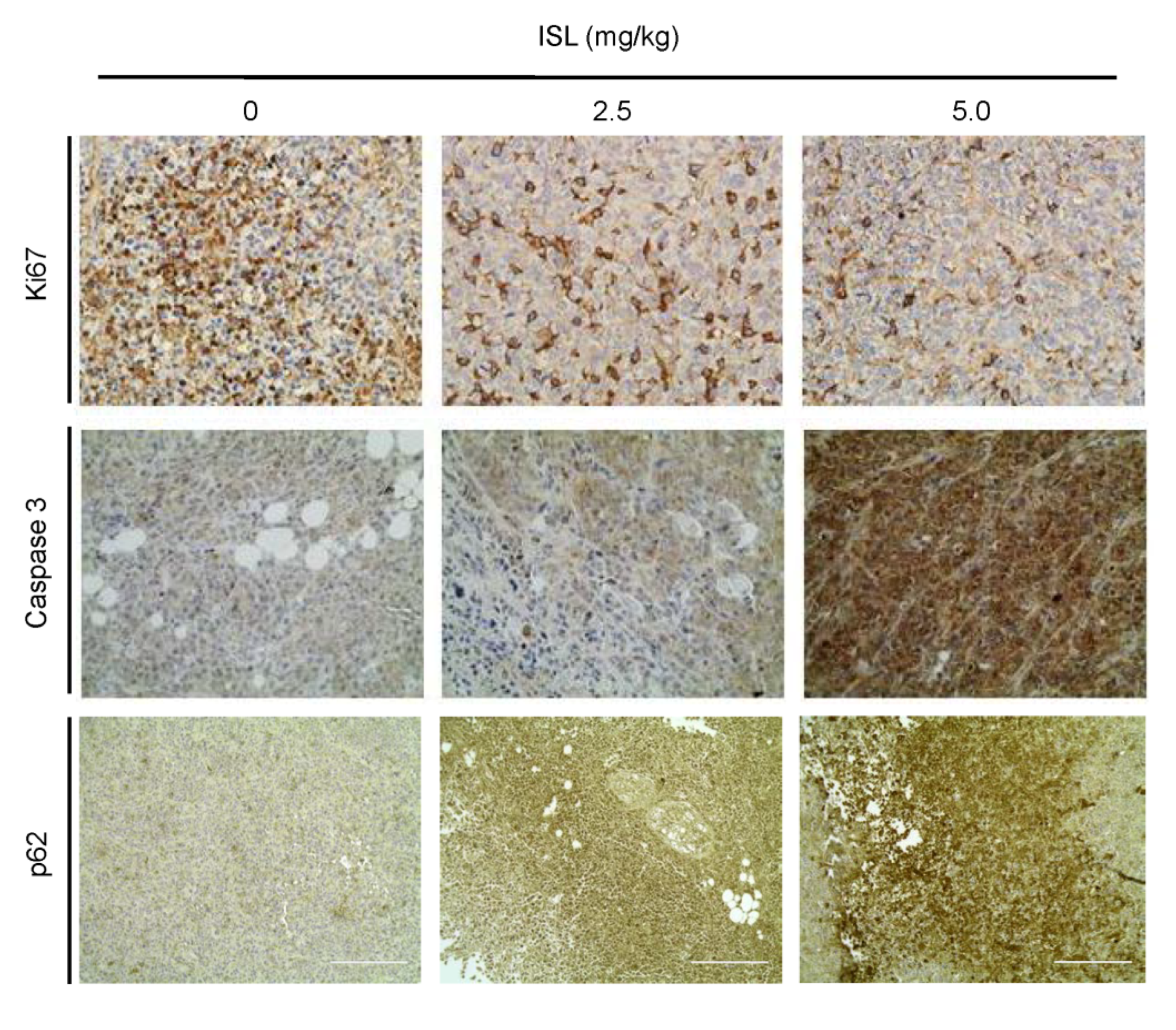 Antioxidants 09 00228 g006