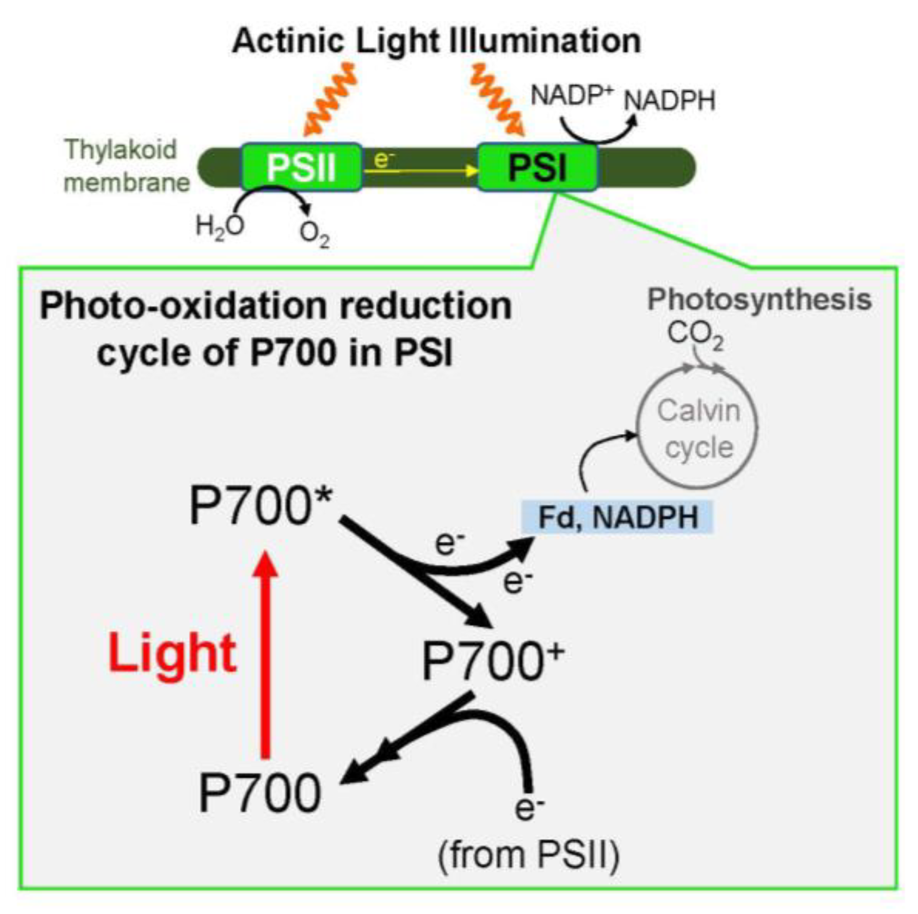 Antioxidants 09 00230 g001