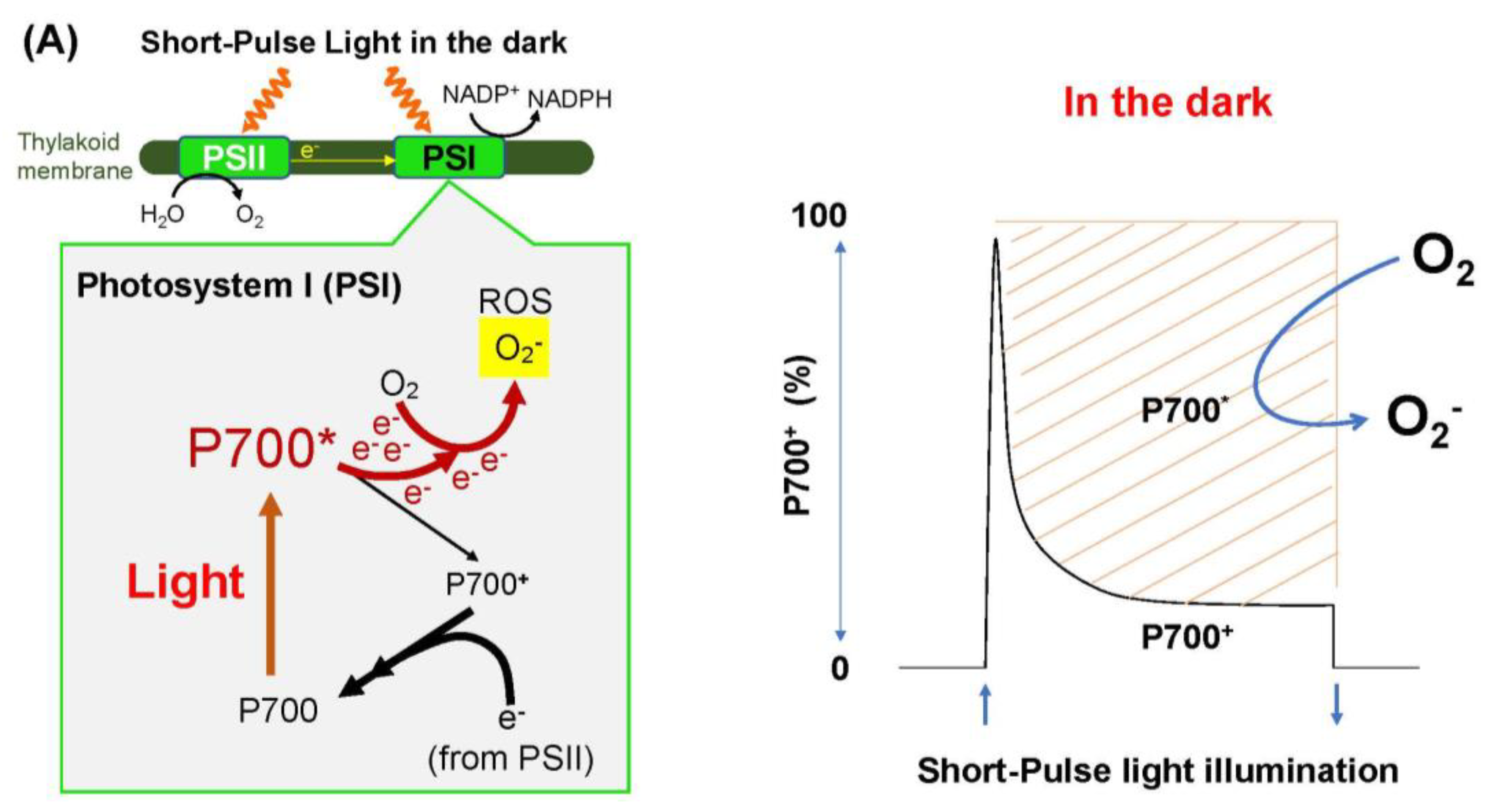 Antioxidants 09 00230 g002a