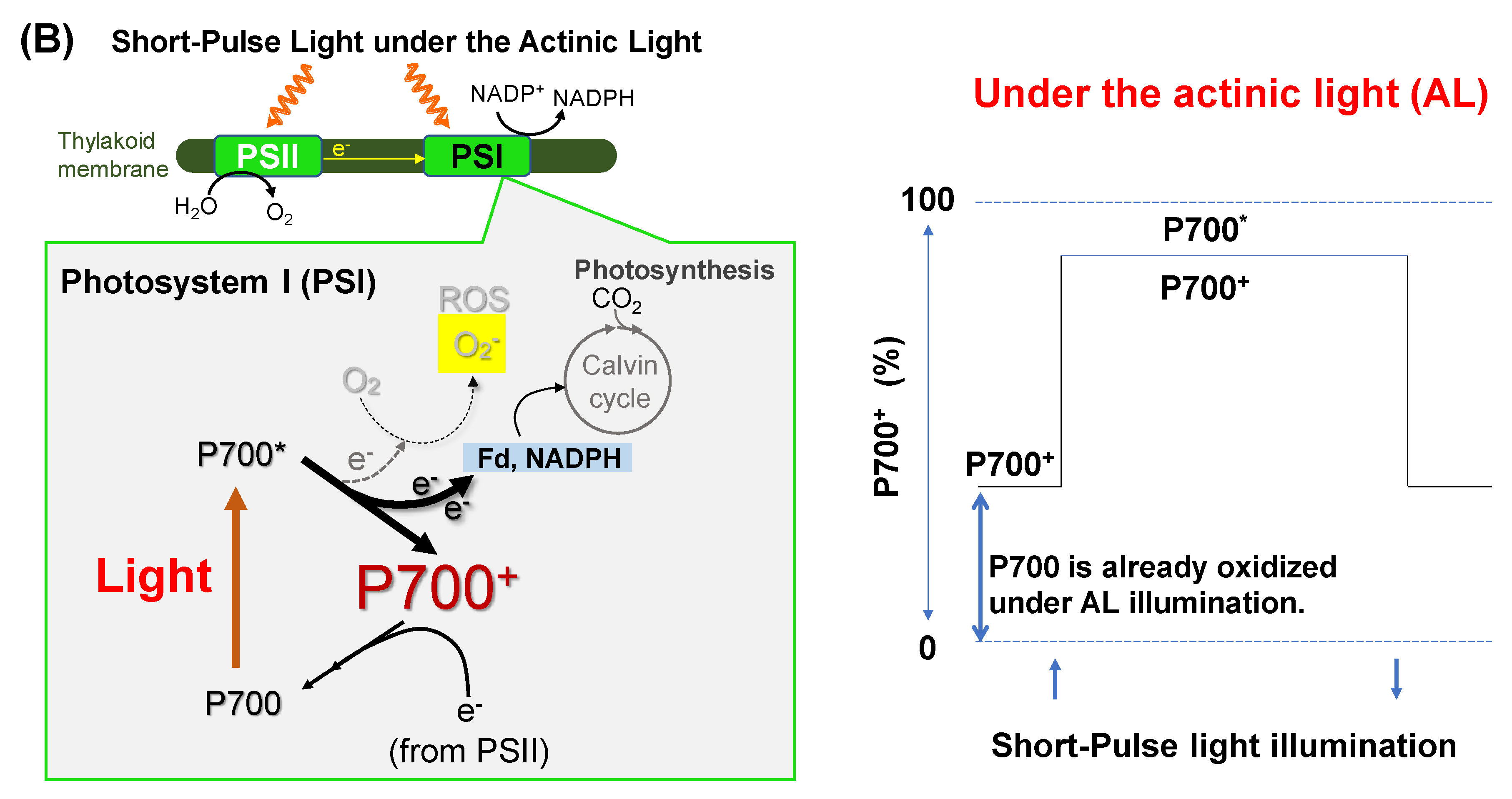 Antioxidants 09 00230 g002b