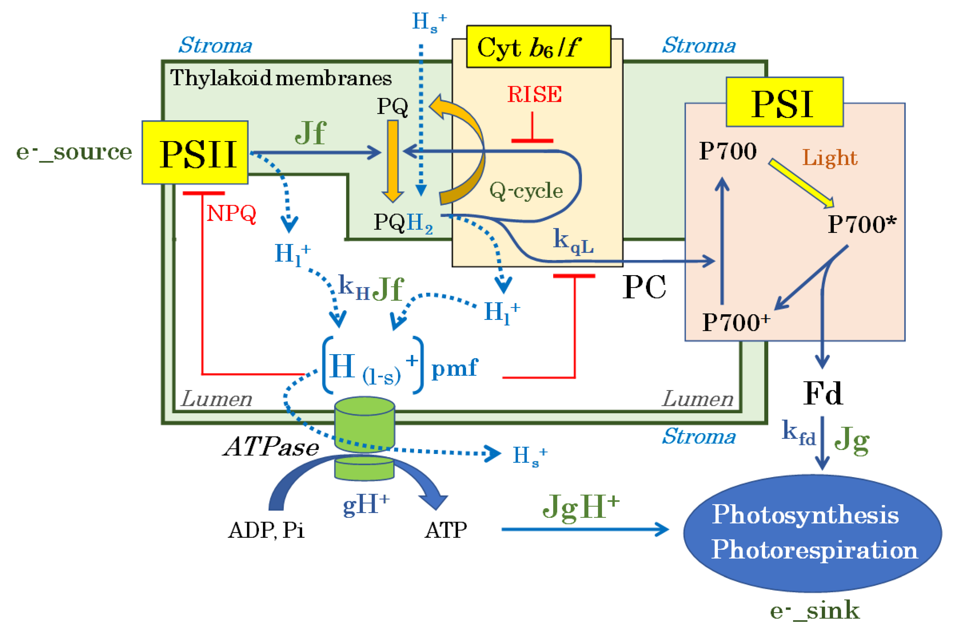 Antioxidants 09 00230 g004