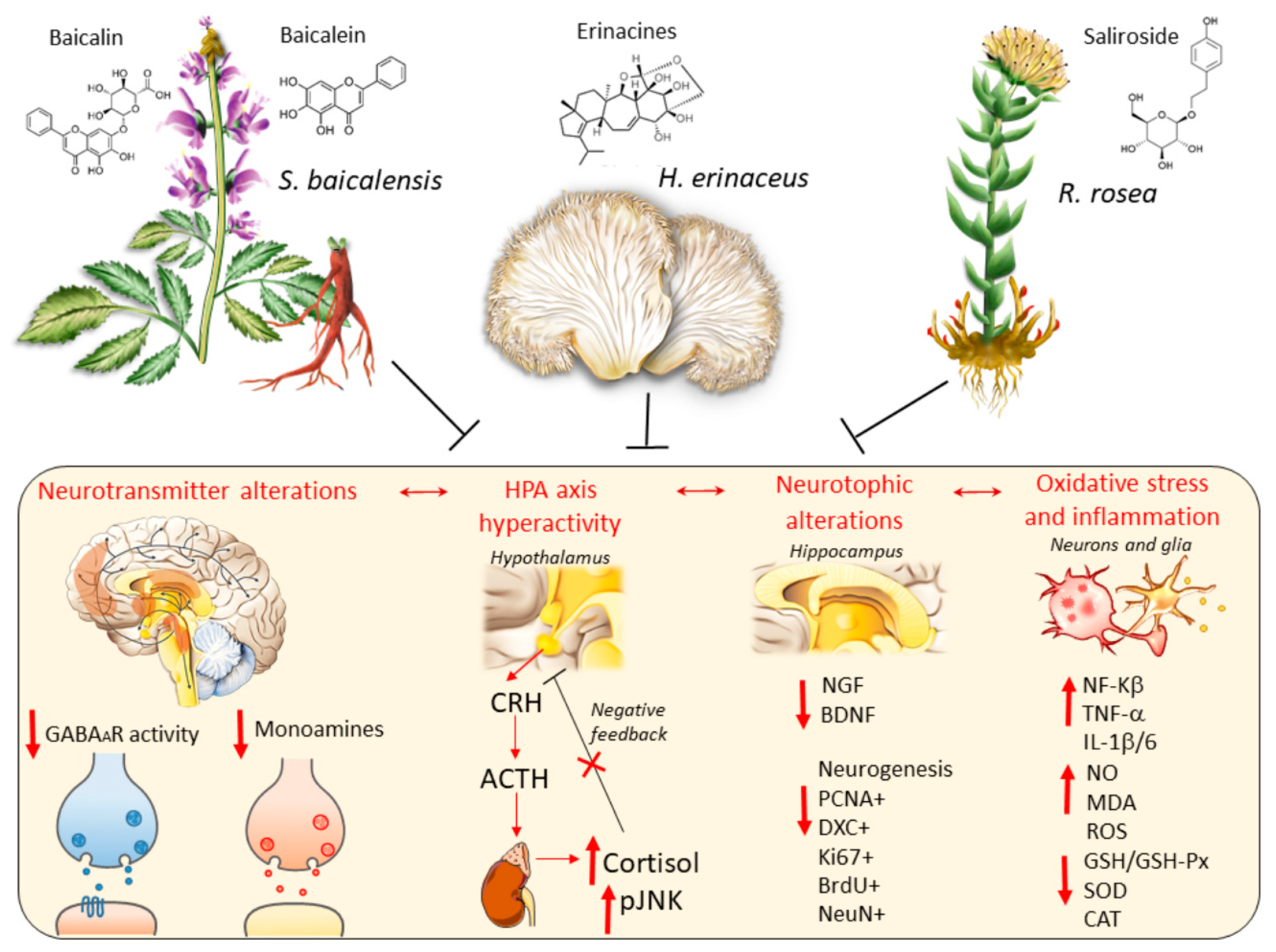 Antioxidants 09 00234 g001