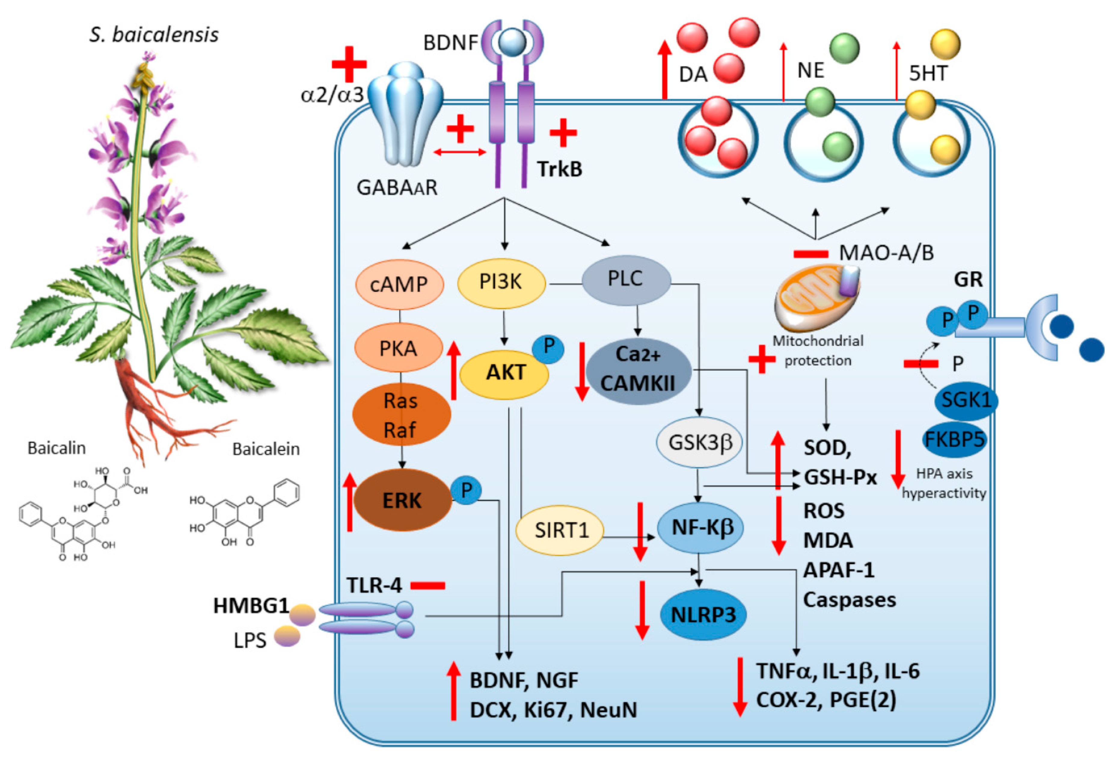 Antioxidants 09 00234 g002