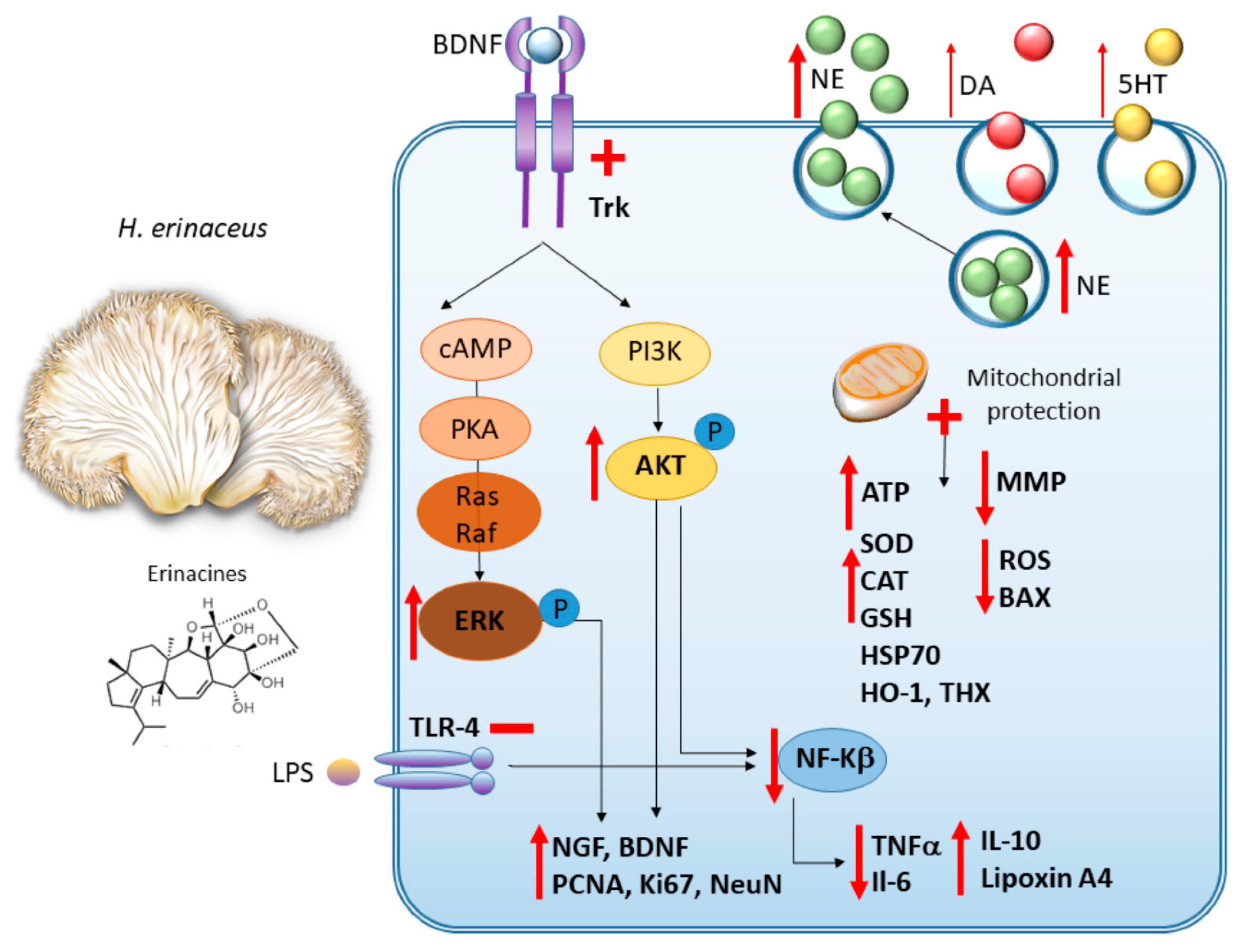 Antioxidants 09 00234 g004