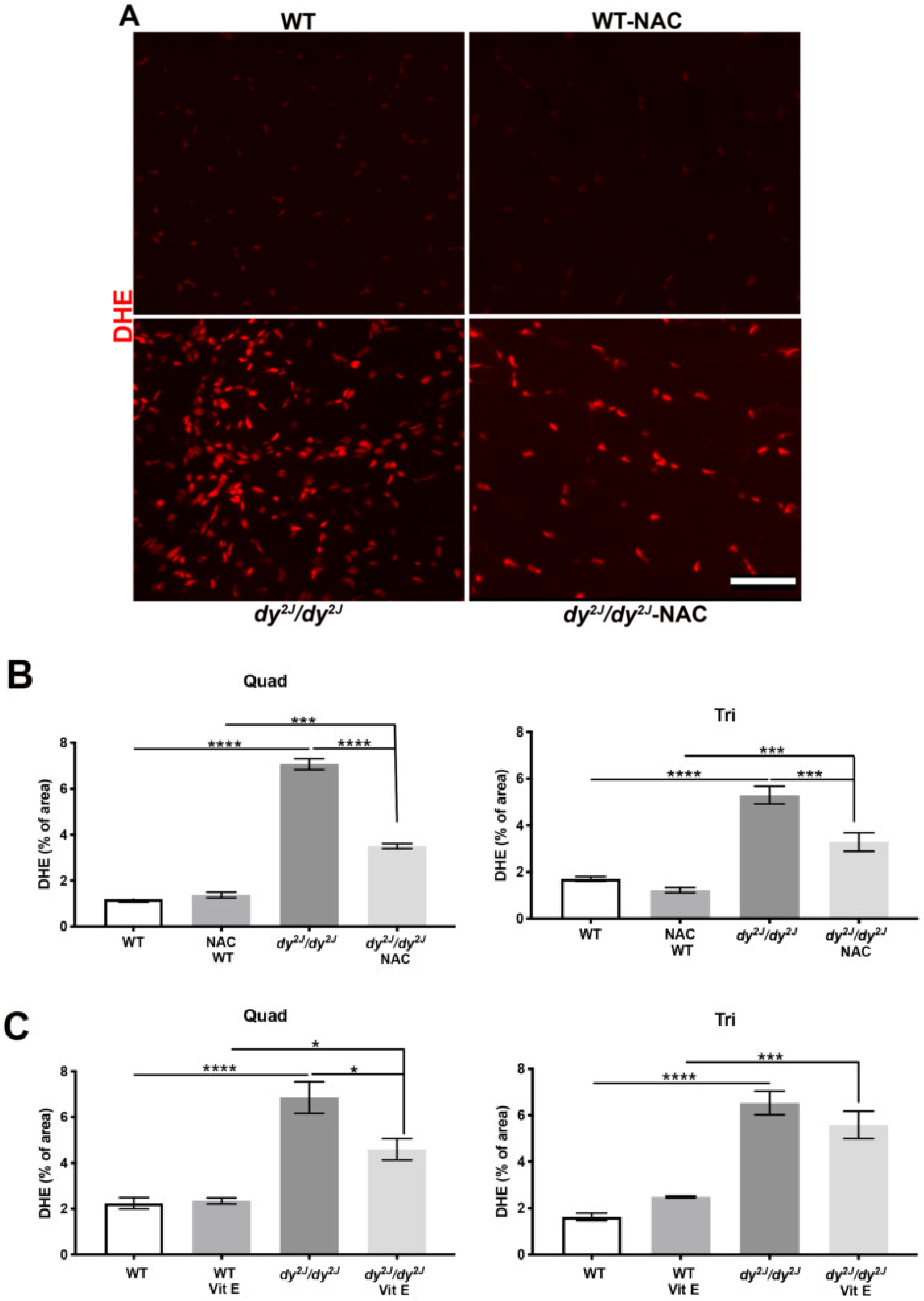 Antioxidants 09 00244 g006