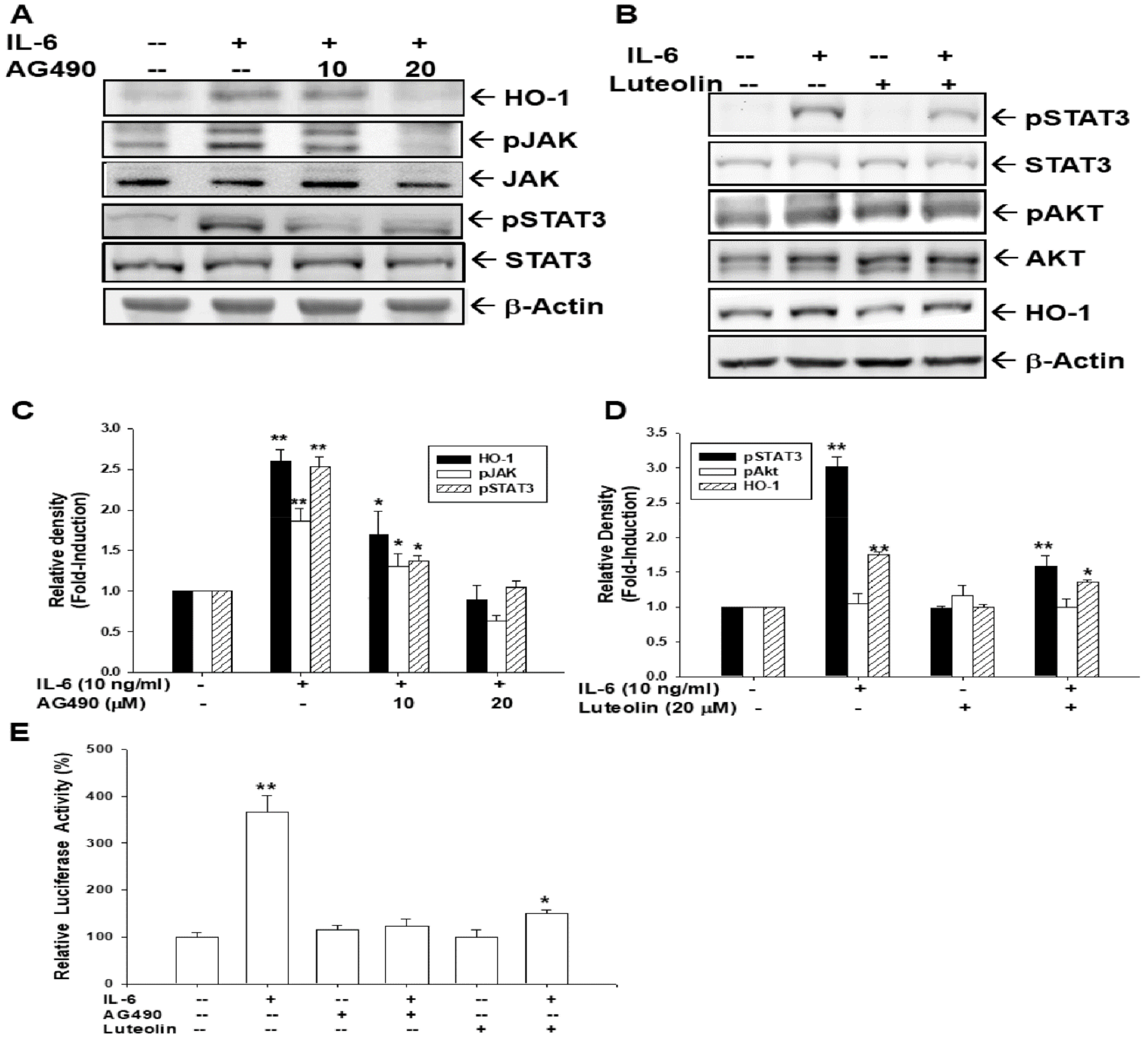 Antioxidants 09 00251 g007 Antioxidants 09 00251 g007