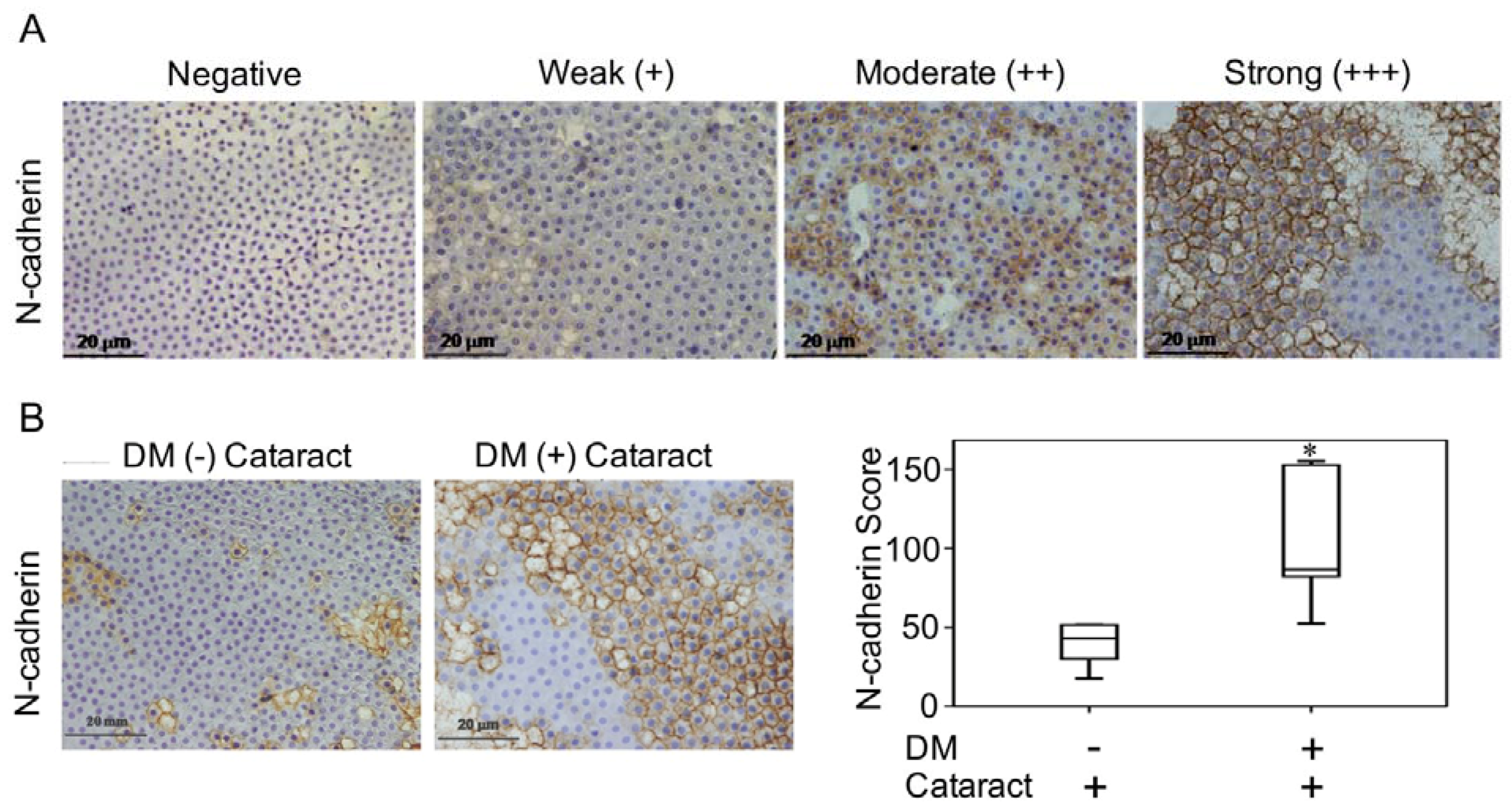 Antioxidants 09 00273 g001