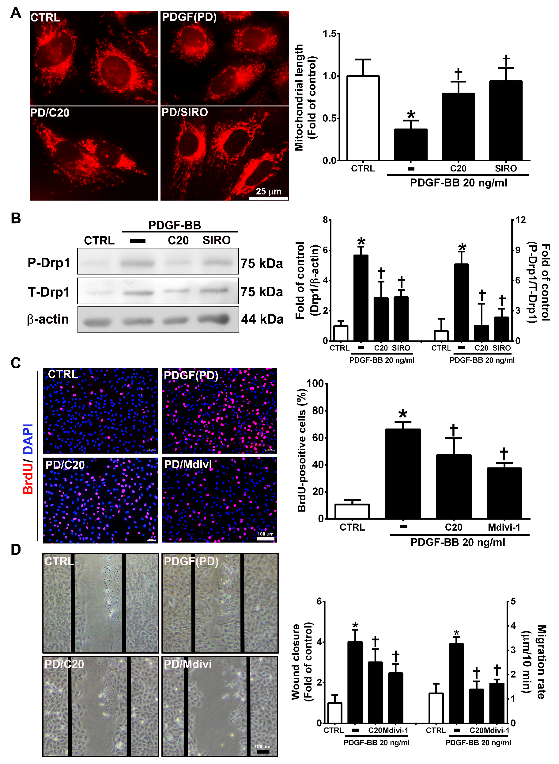 Antioxidants 09 00275 g007