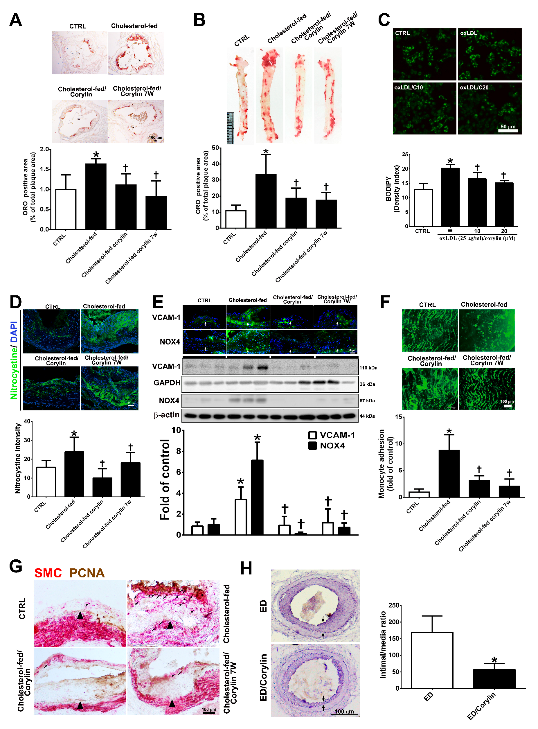 Antioxidants 09 00275 g008