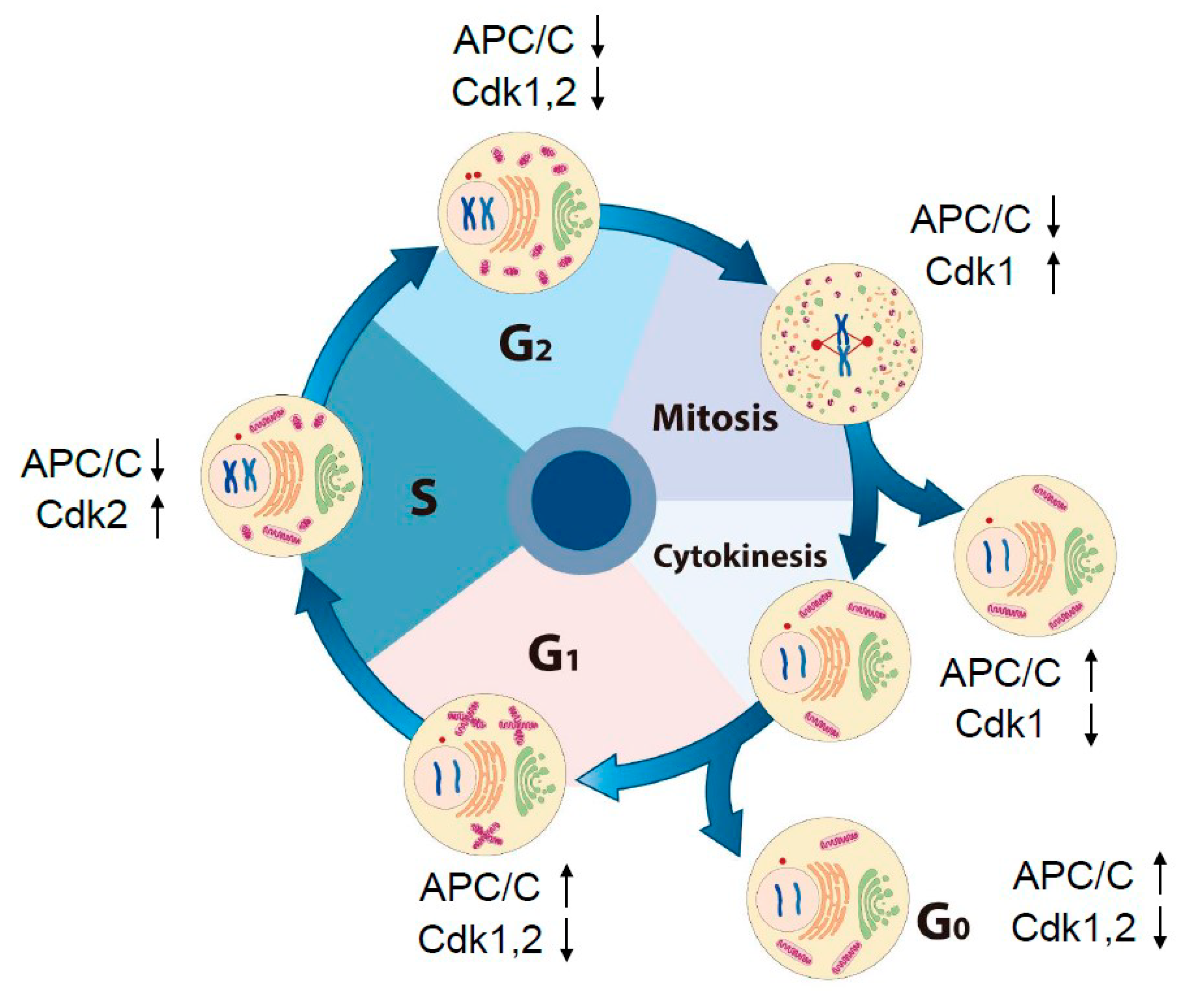 Antioxidants 09 00280 g001 Antioxidants 09 00280 g001