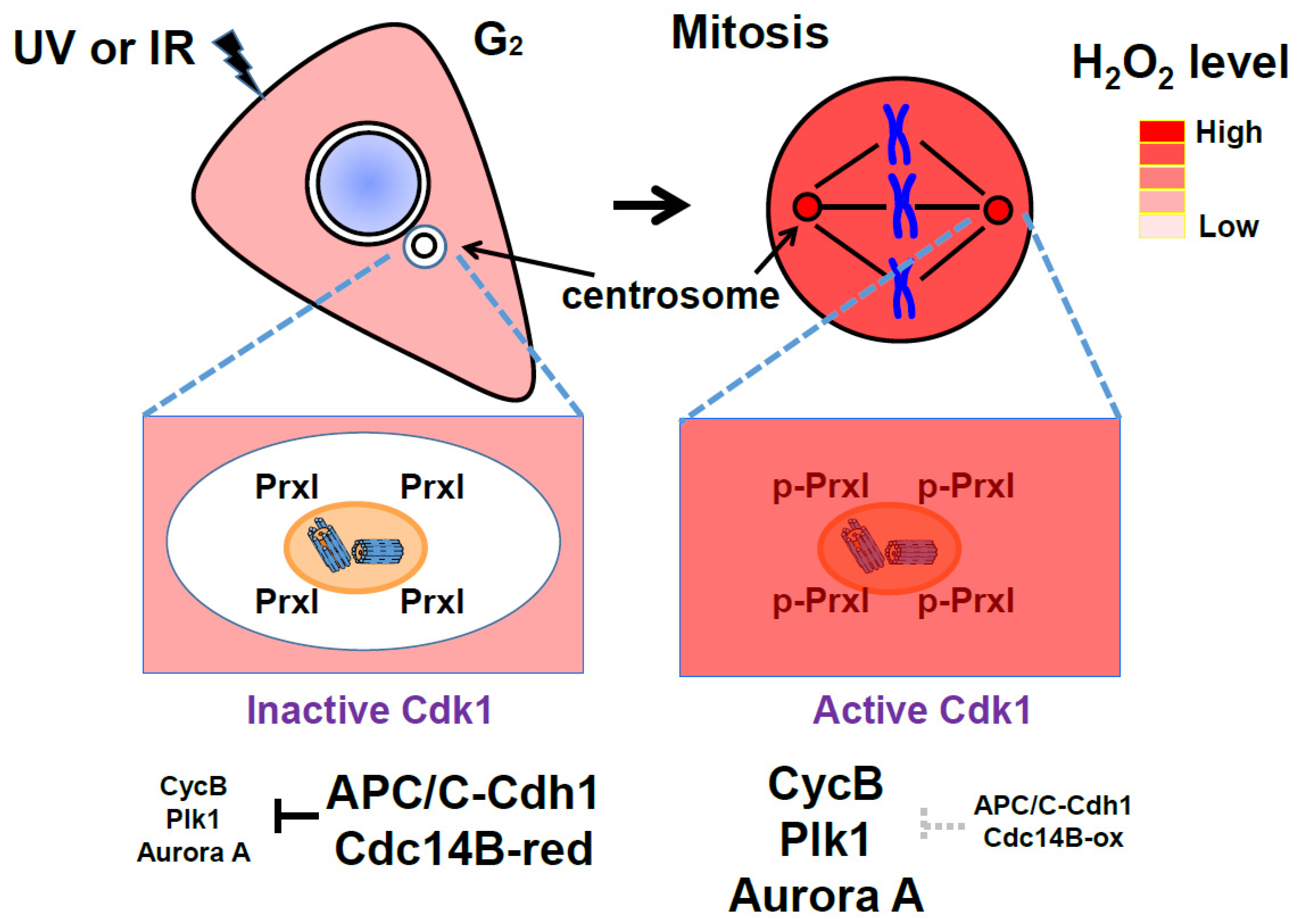 Antioxidants 09 00280 g004 Antioxidants 09 00280 g004
