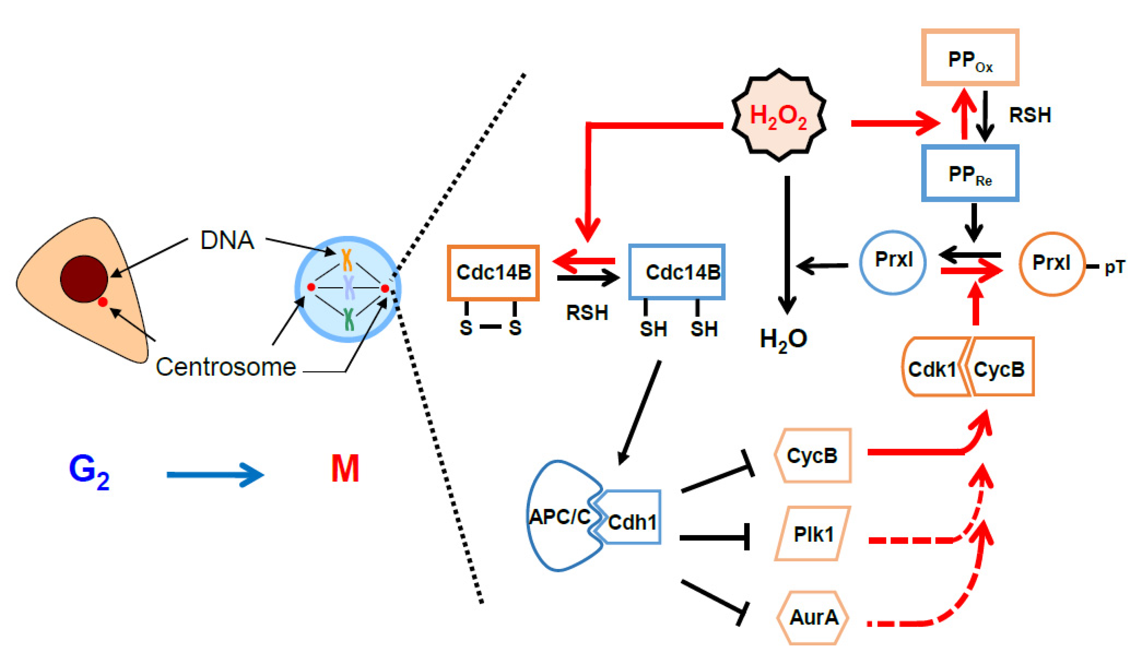 Antioxidants 09 00280 g005 Antioxidants 09 00280 g005