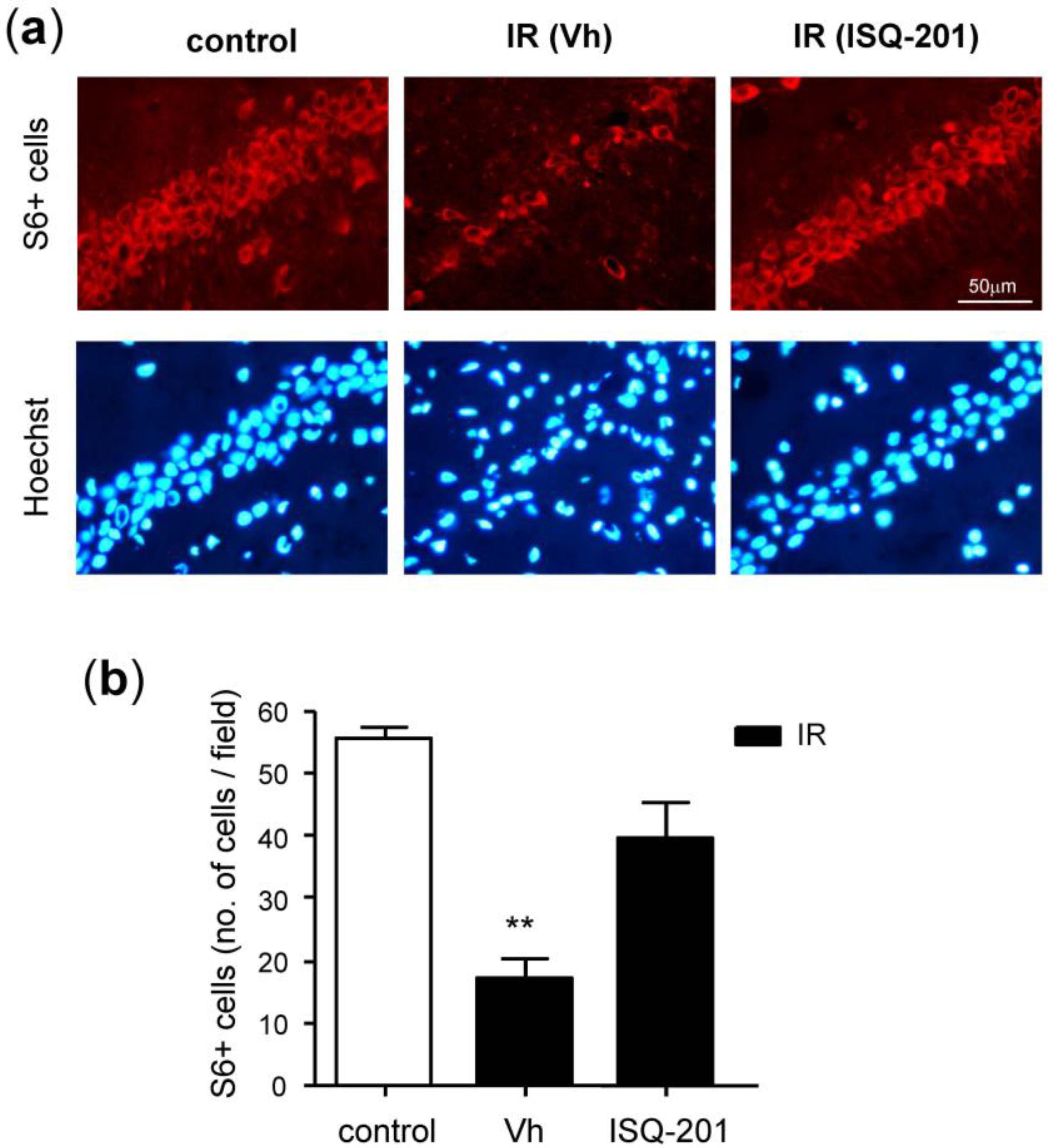 Antioxidants 09 00291 g005