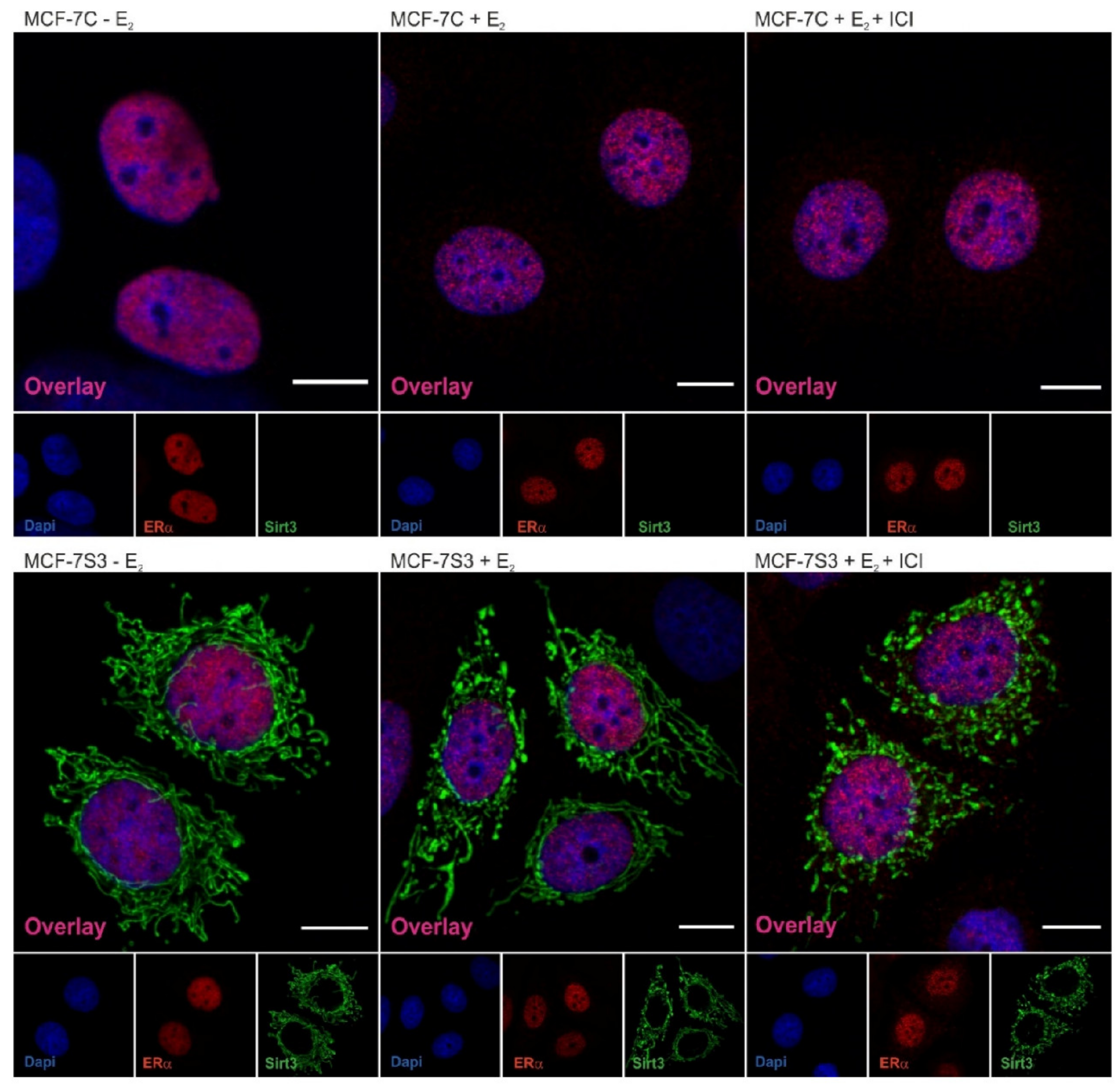 Antioxidants 09 00294 g002