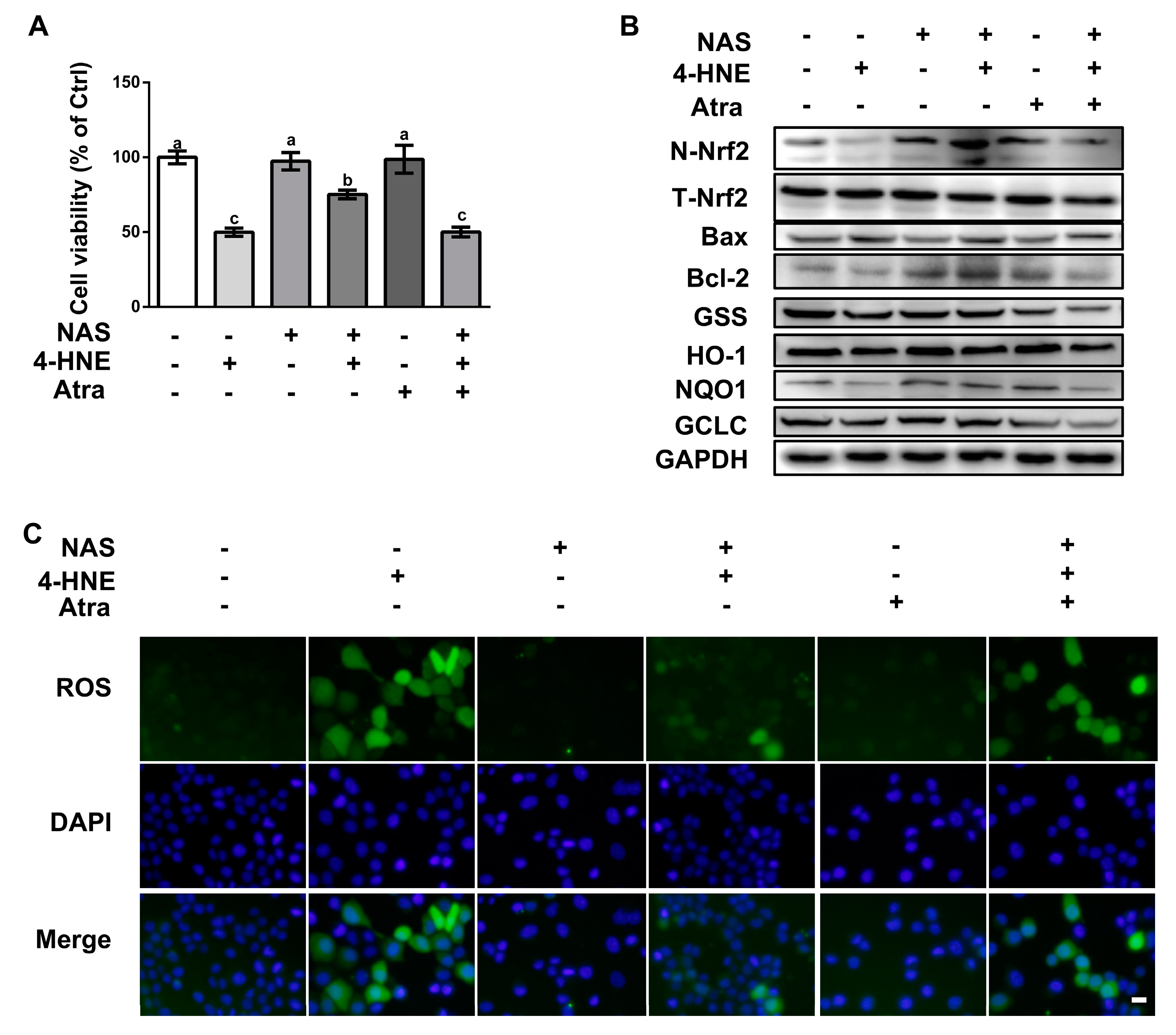 Antioxidants 09 00303 g005