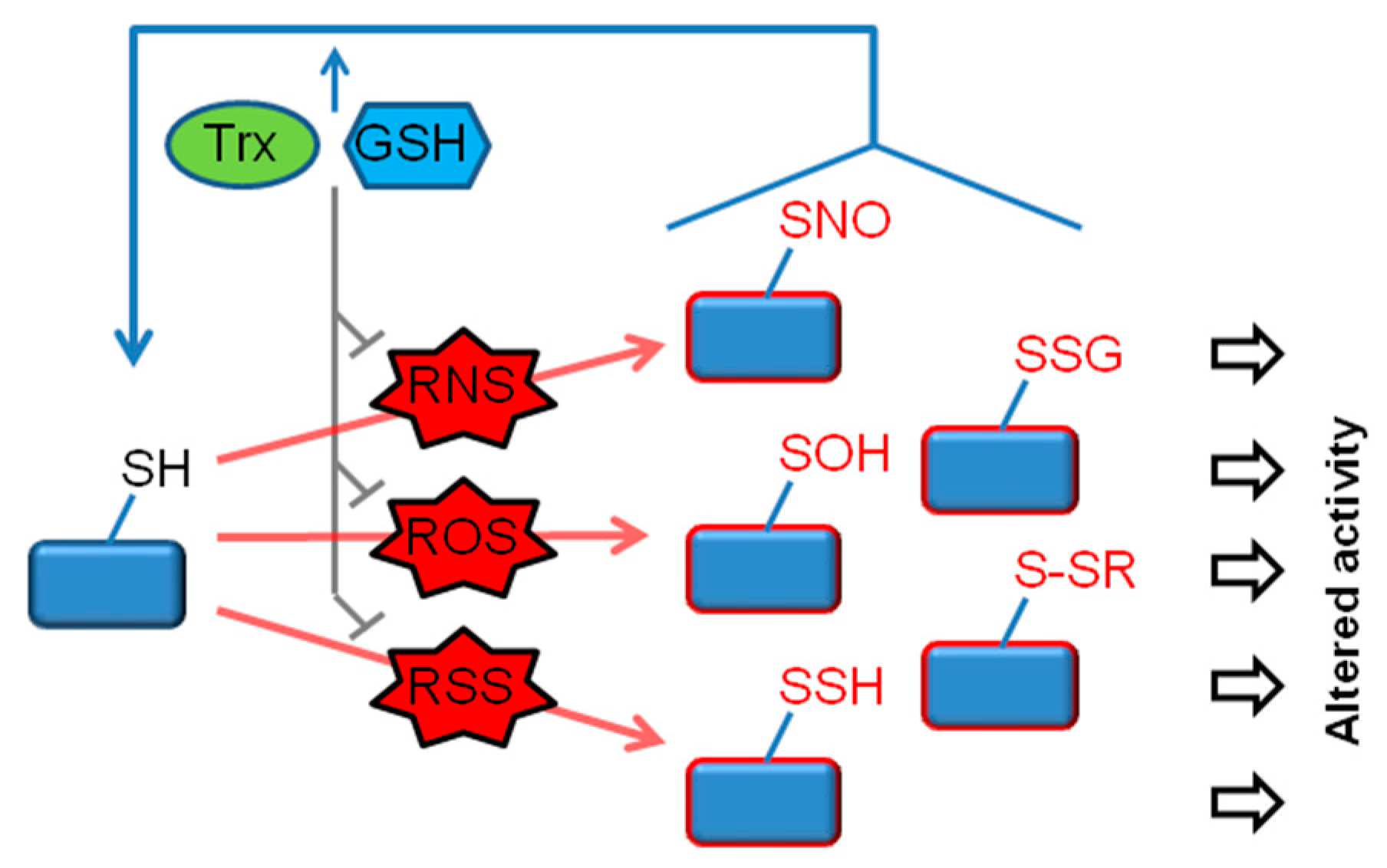 Antioxidants 09 00309 g001