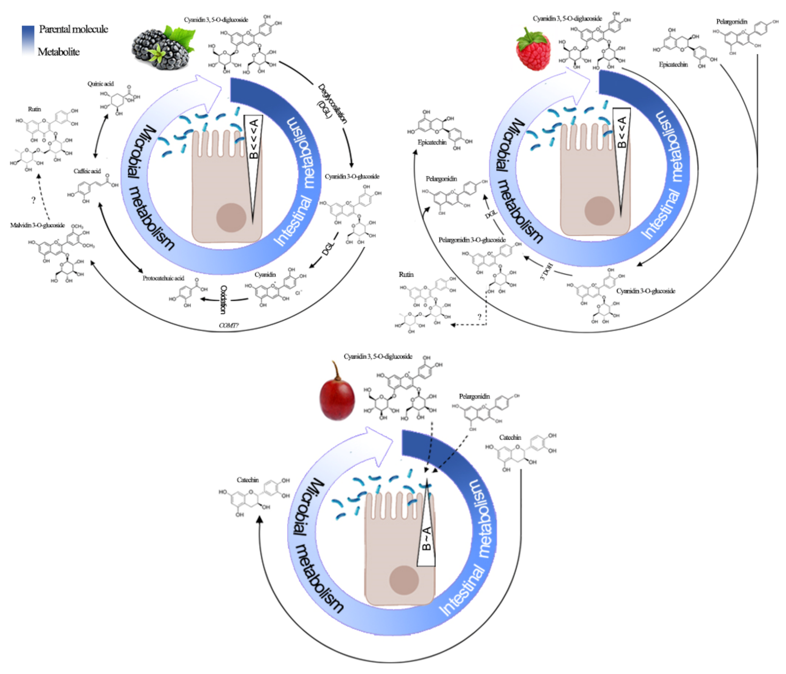 Antioxidants 09 00311 g004
