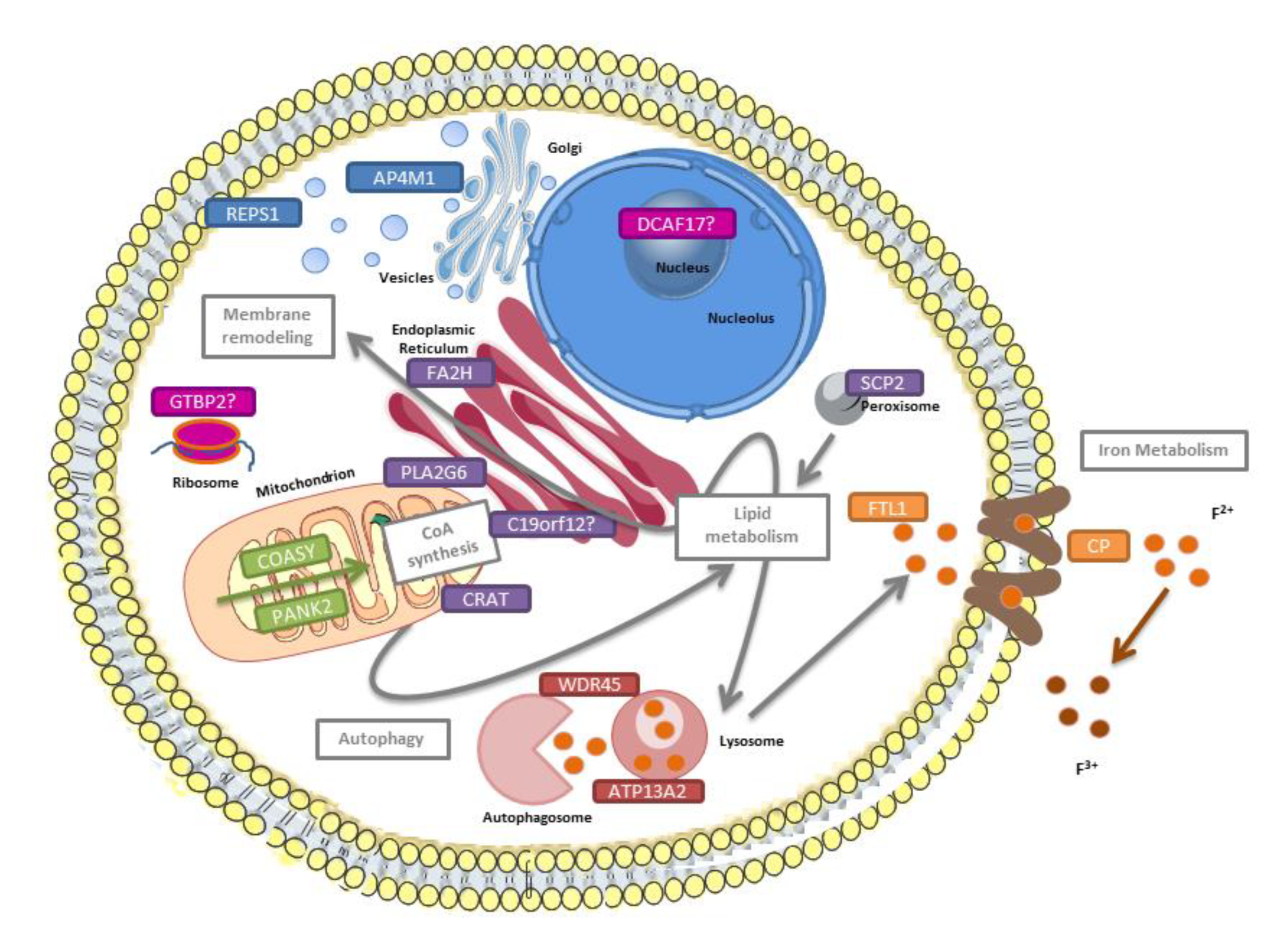 Antioxidants 09 00313 g002