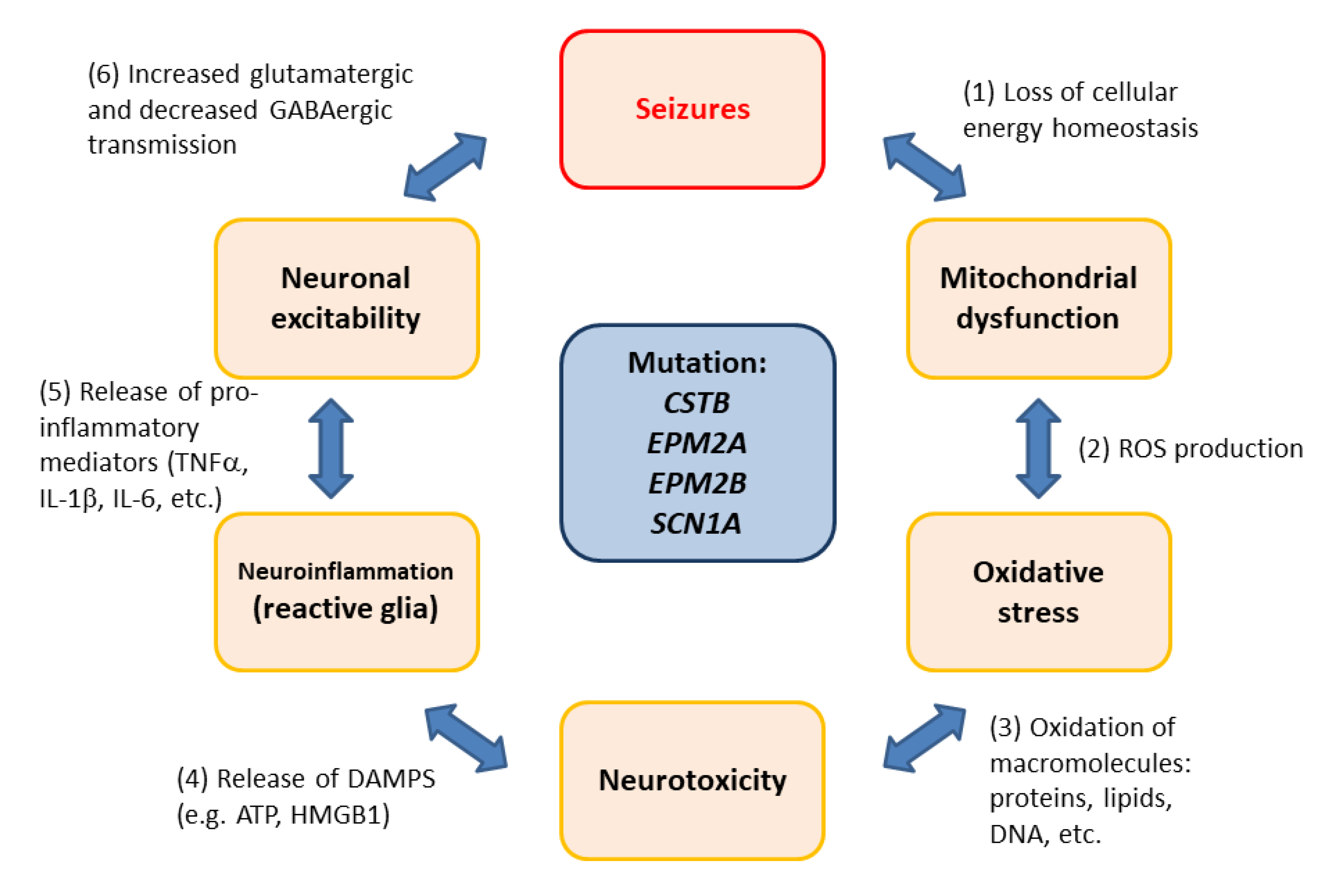 Antioxidants 09 00313 g005