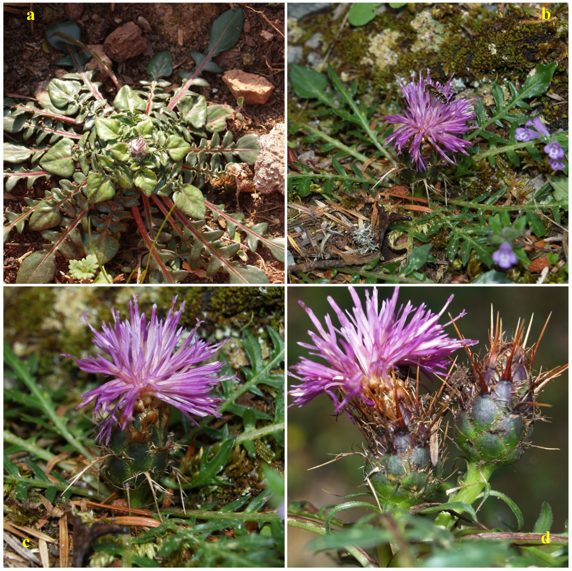 Antioxidants 09 00314 g001