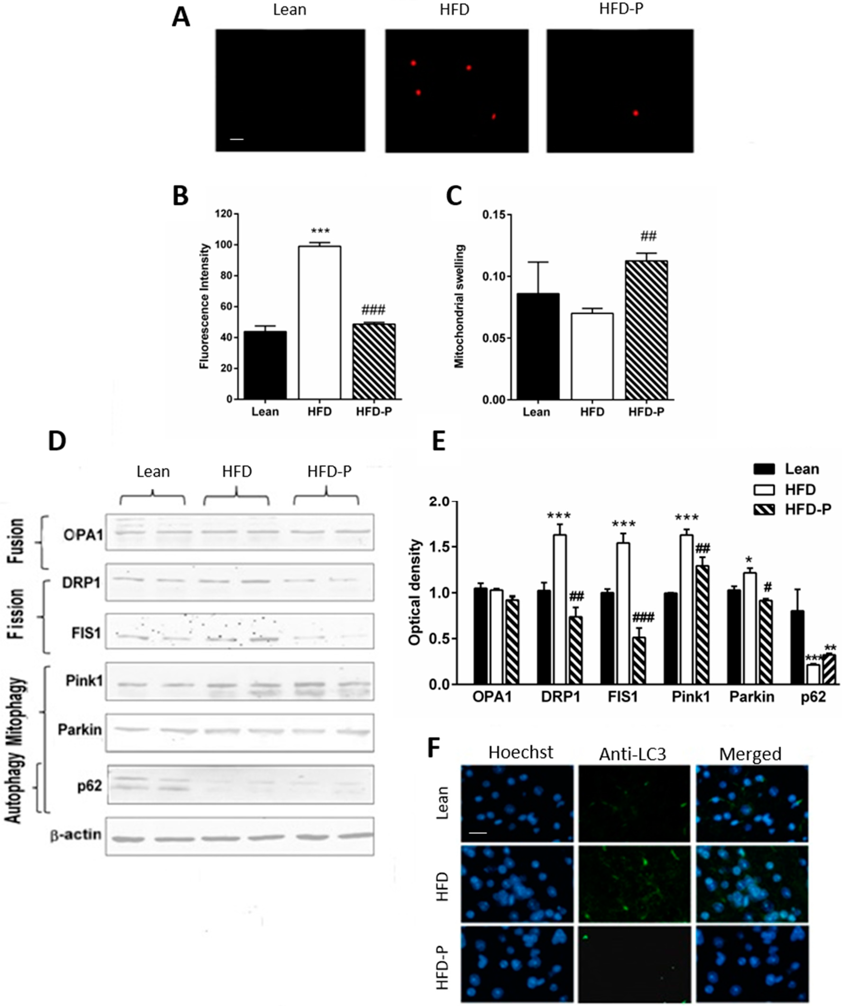 Antioxidants 09 00317 g005