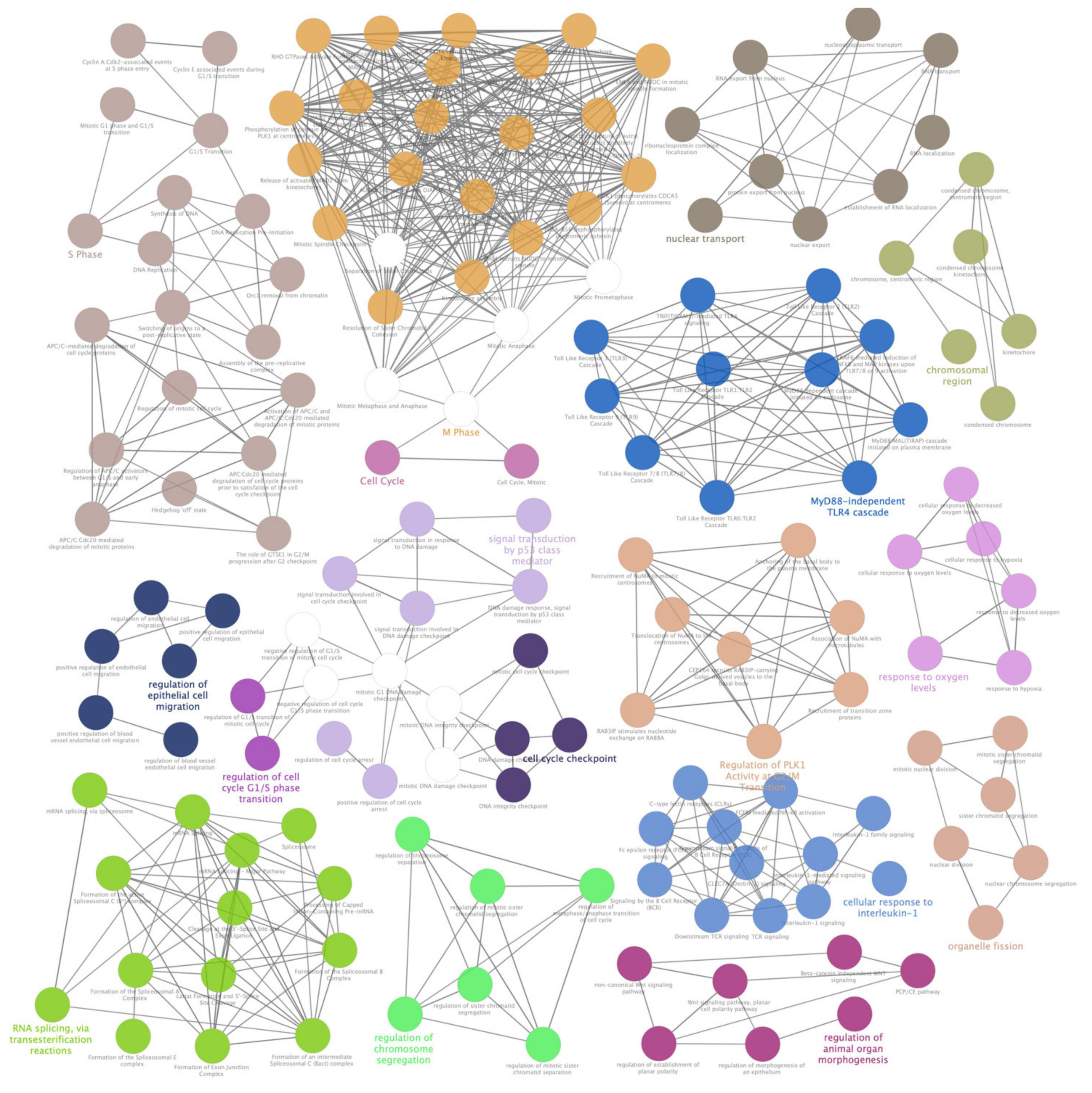 Antioxidants 09 00318 g004