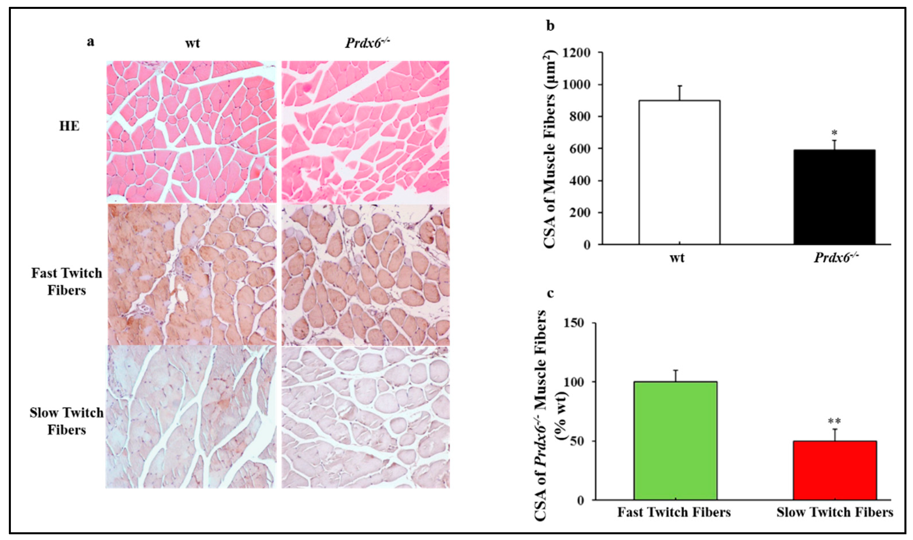 Antioxidants 09 00329 g004
