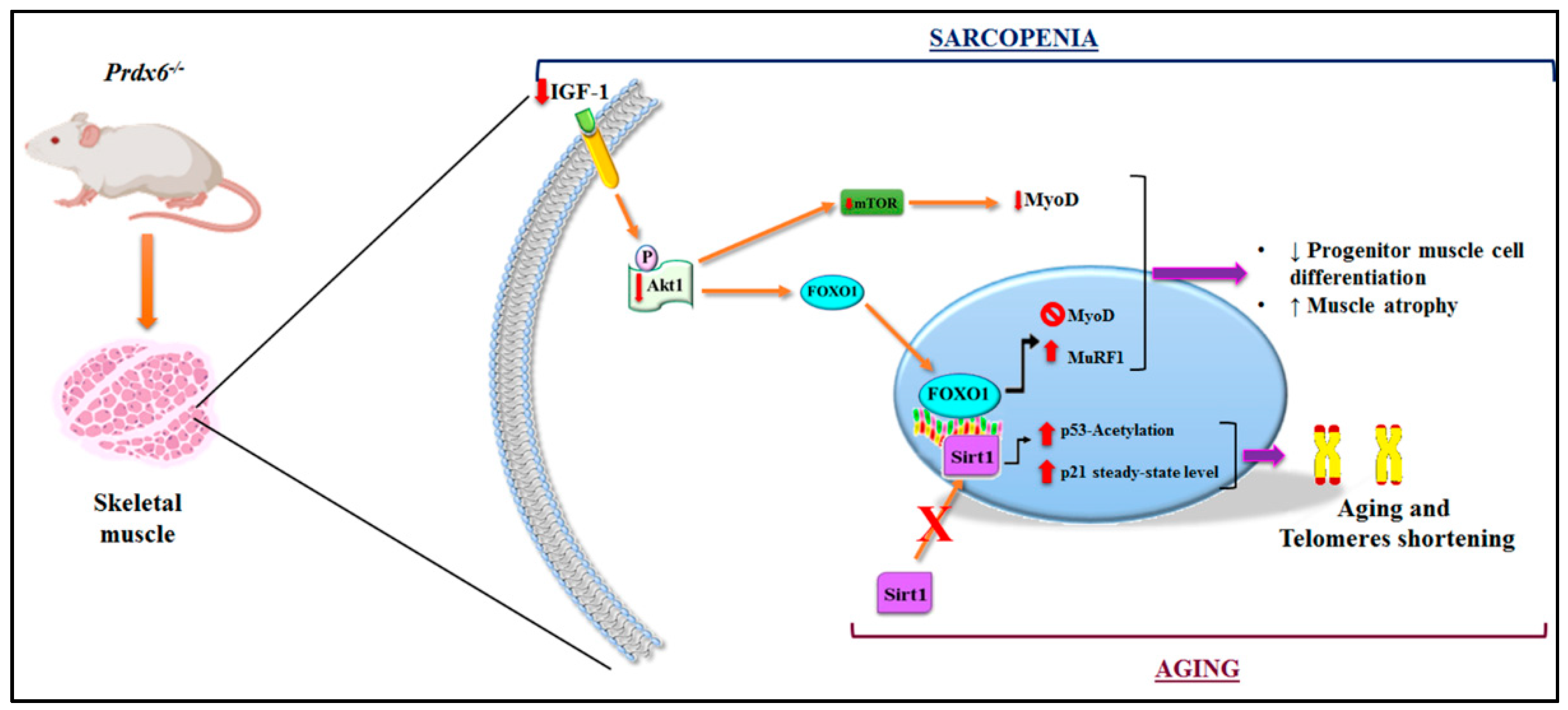 Antioxidants 09 00329 g007