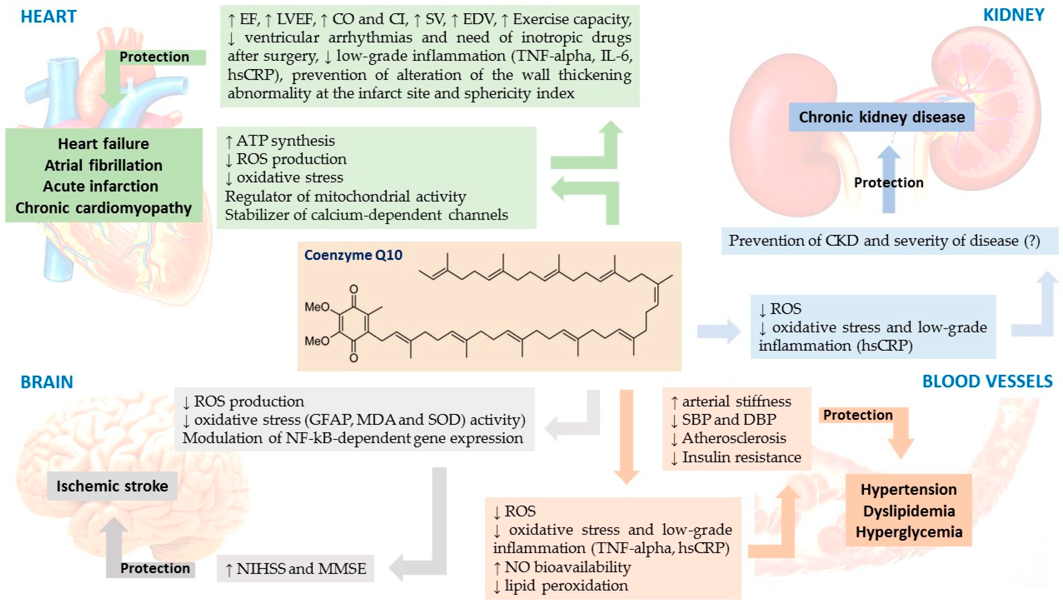 Antioxidants 09 00341 g002 Antioxidants 09 00341 g002