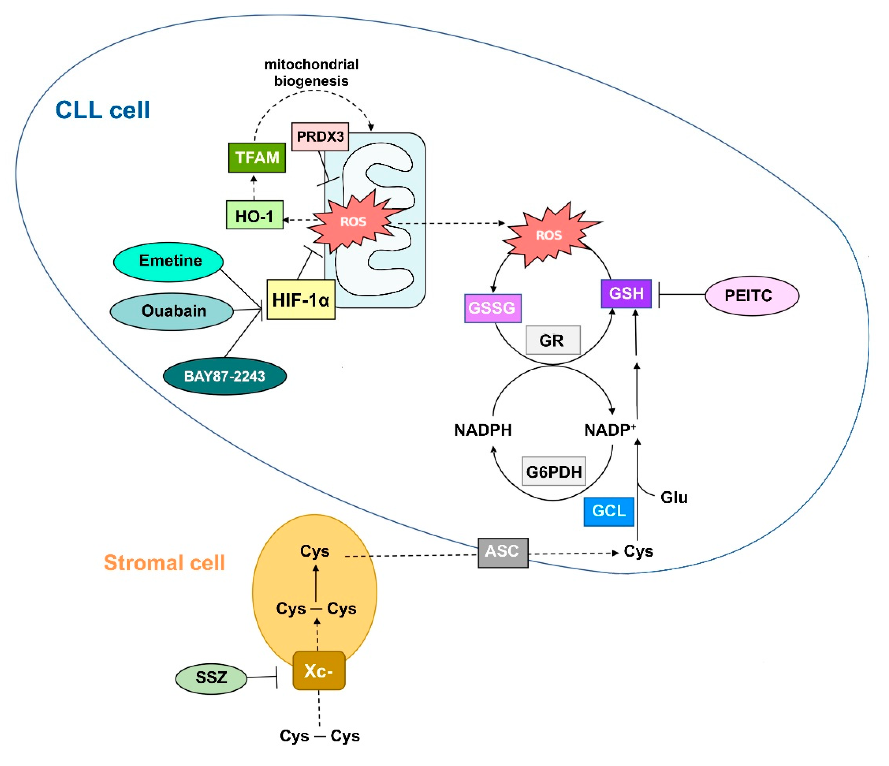 Antioxidants 09 00353 g001