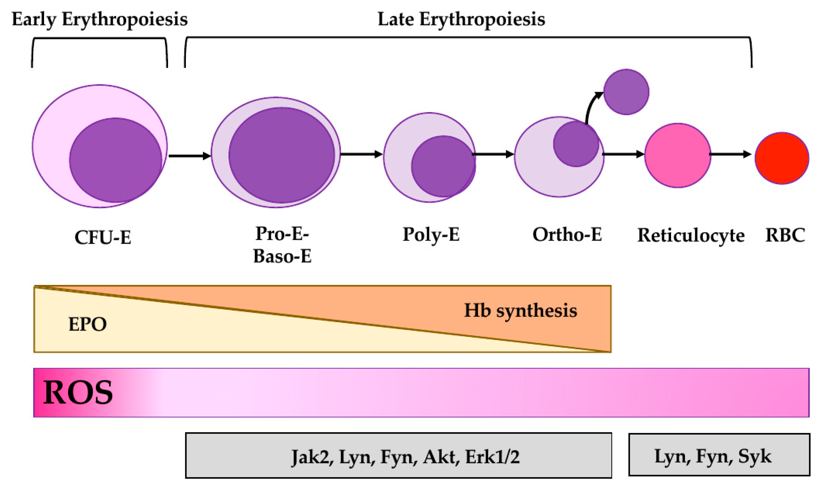 Antioxidants 09 00353 g002