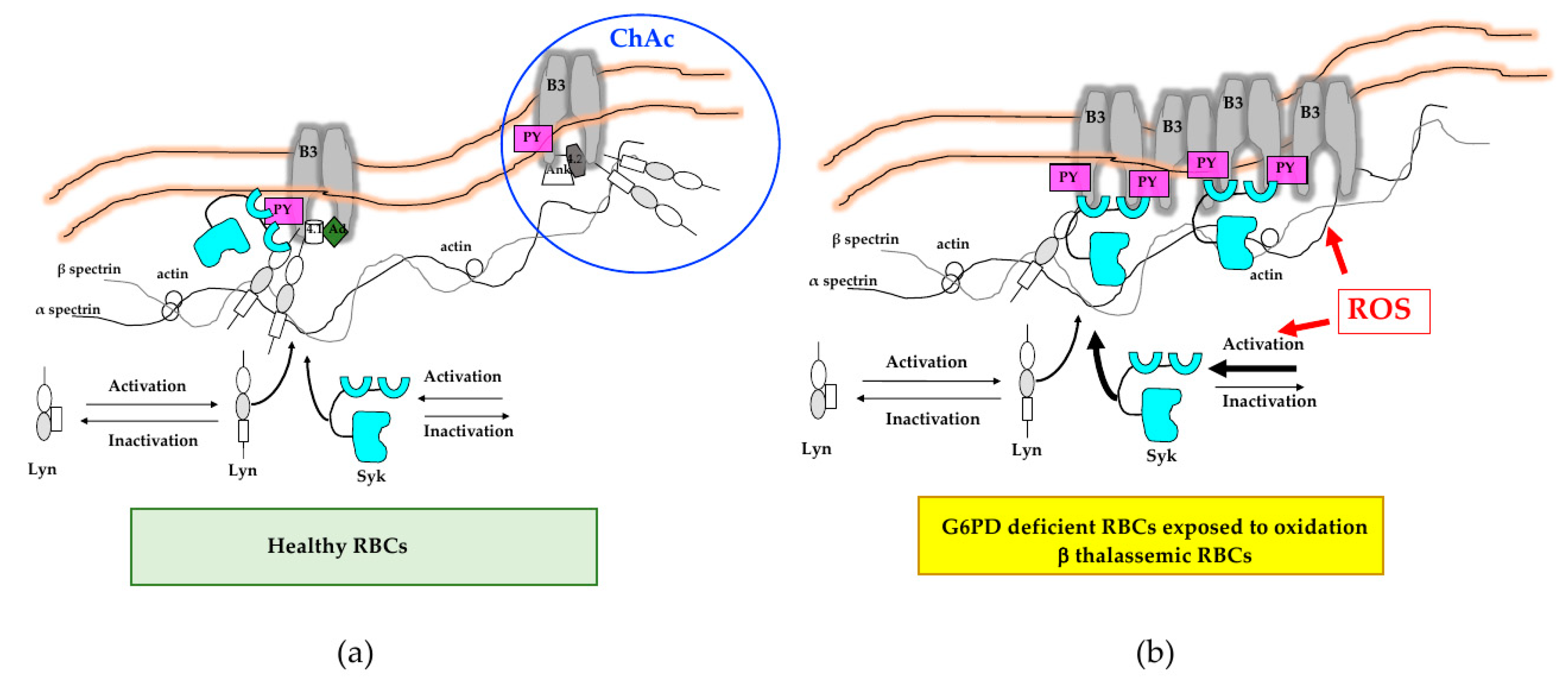 Antioxidants 09 00353 g003