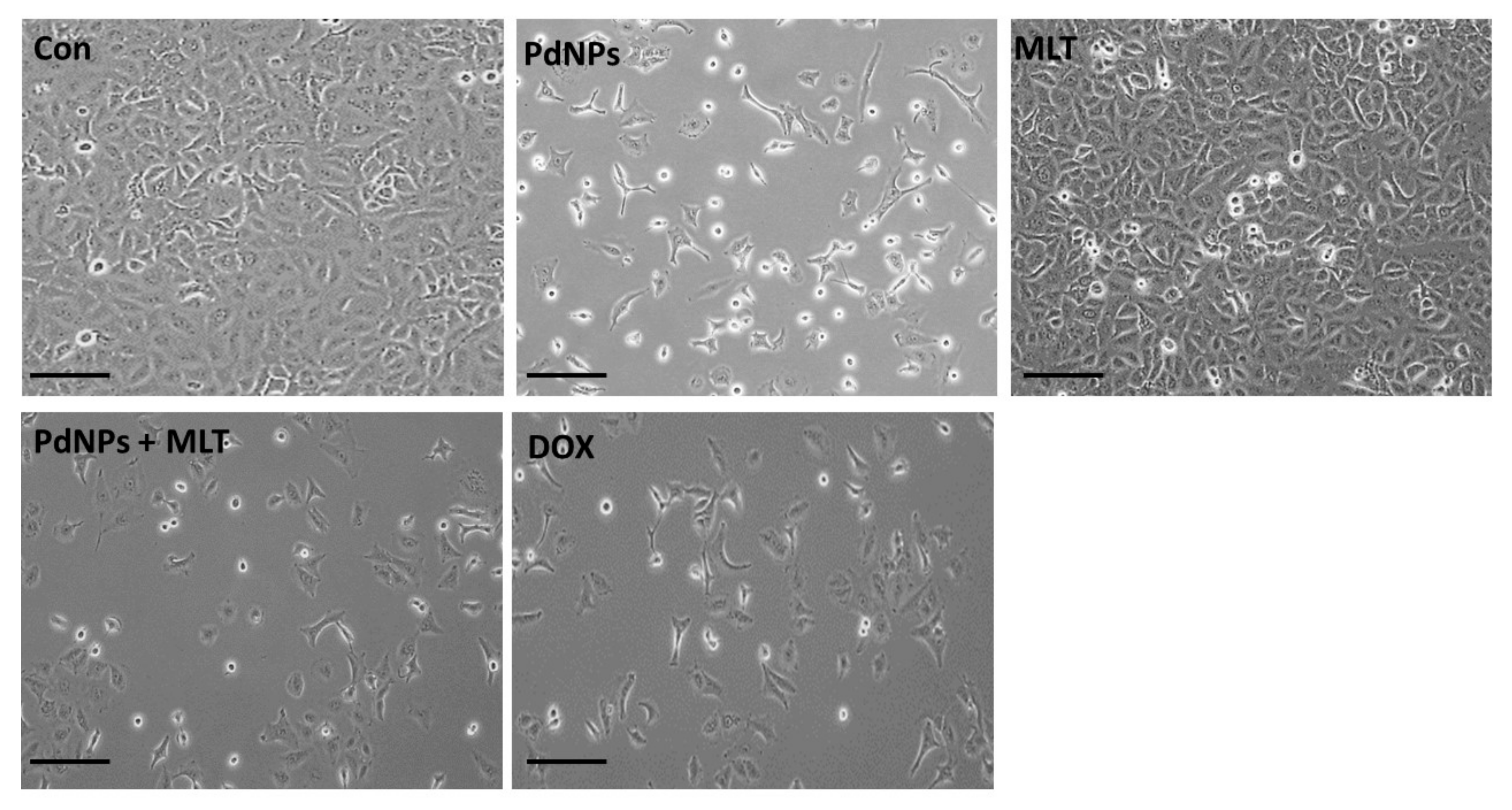 Antioxidants 09 00357 g005