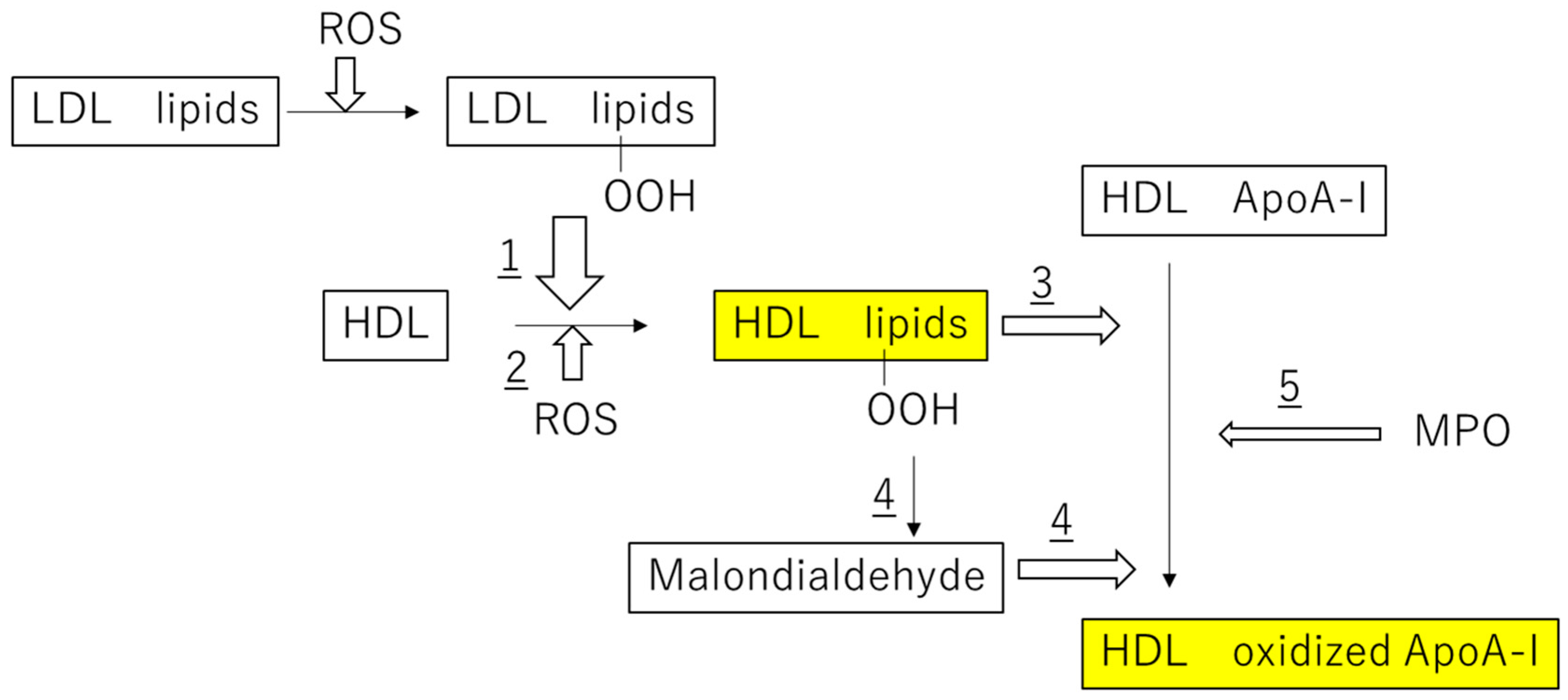 Antioxidants 09 00362 g001