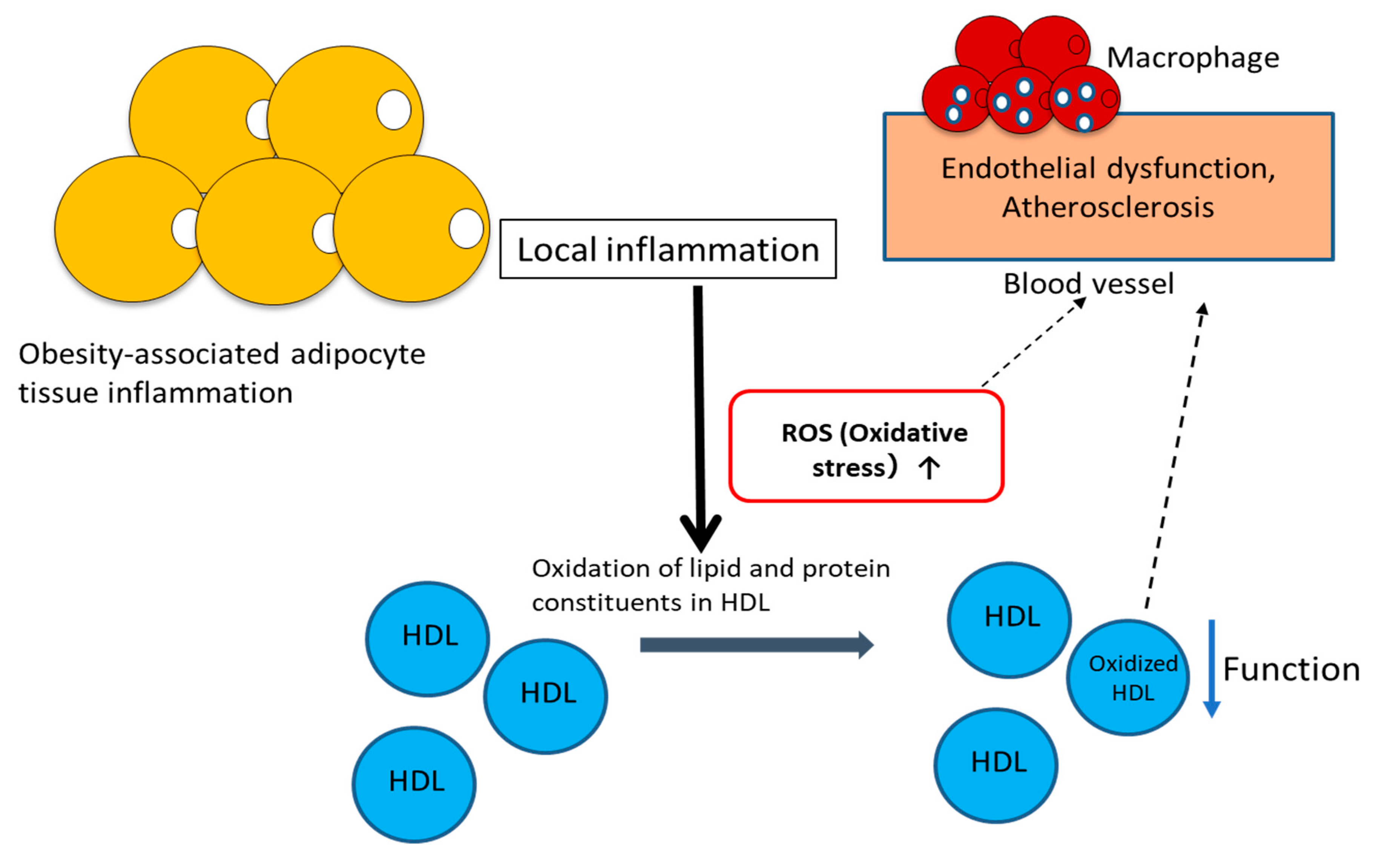 Antioxidants 09 00362 g002