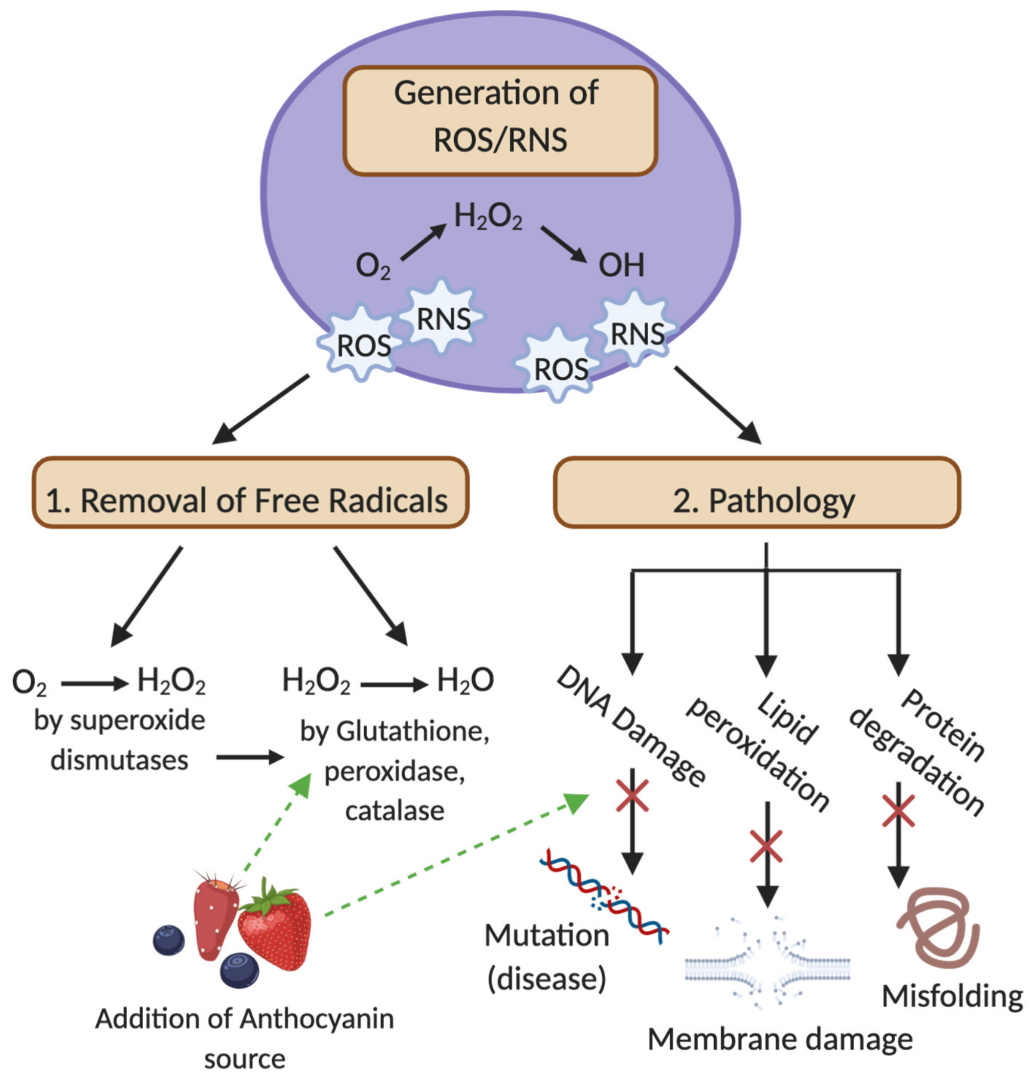 Antioxidants 09 00366 g002 Antioxidants 09 00366 g002