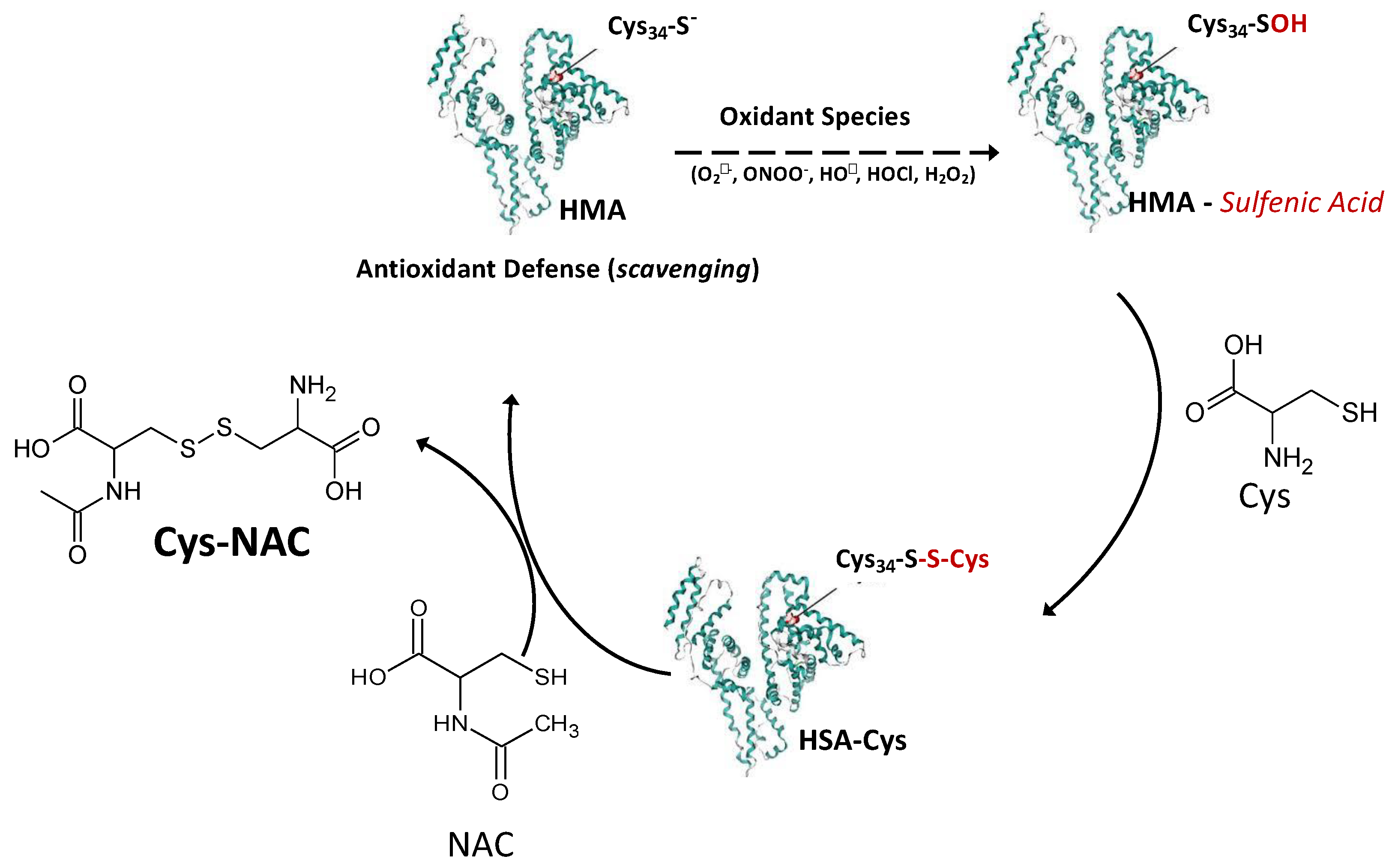 Antioxidants 09 00367 g010 Antioxidants 09 00367 g010