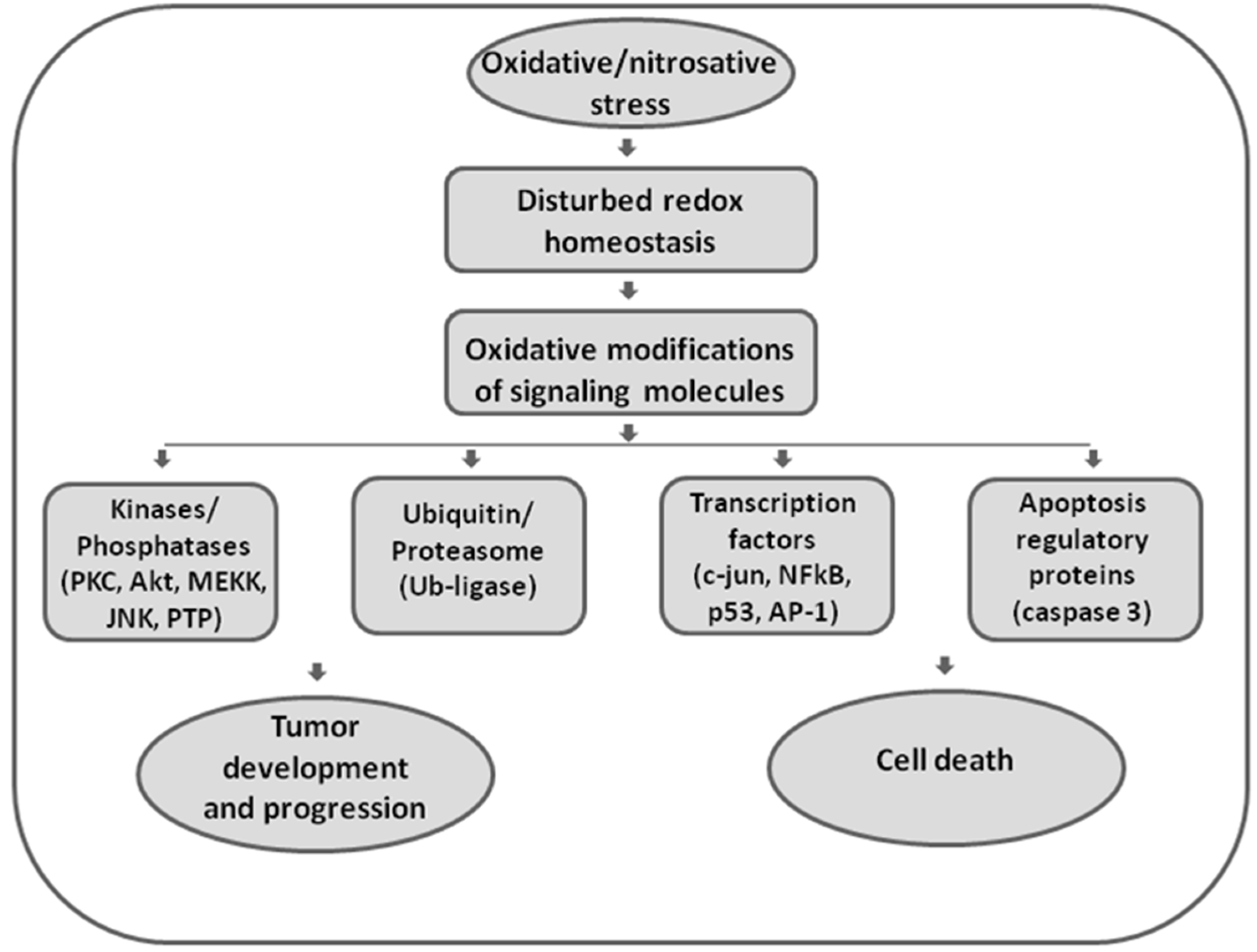 Antioxidants 09 00374 g001