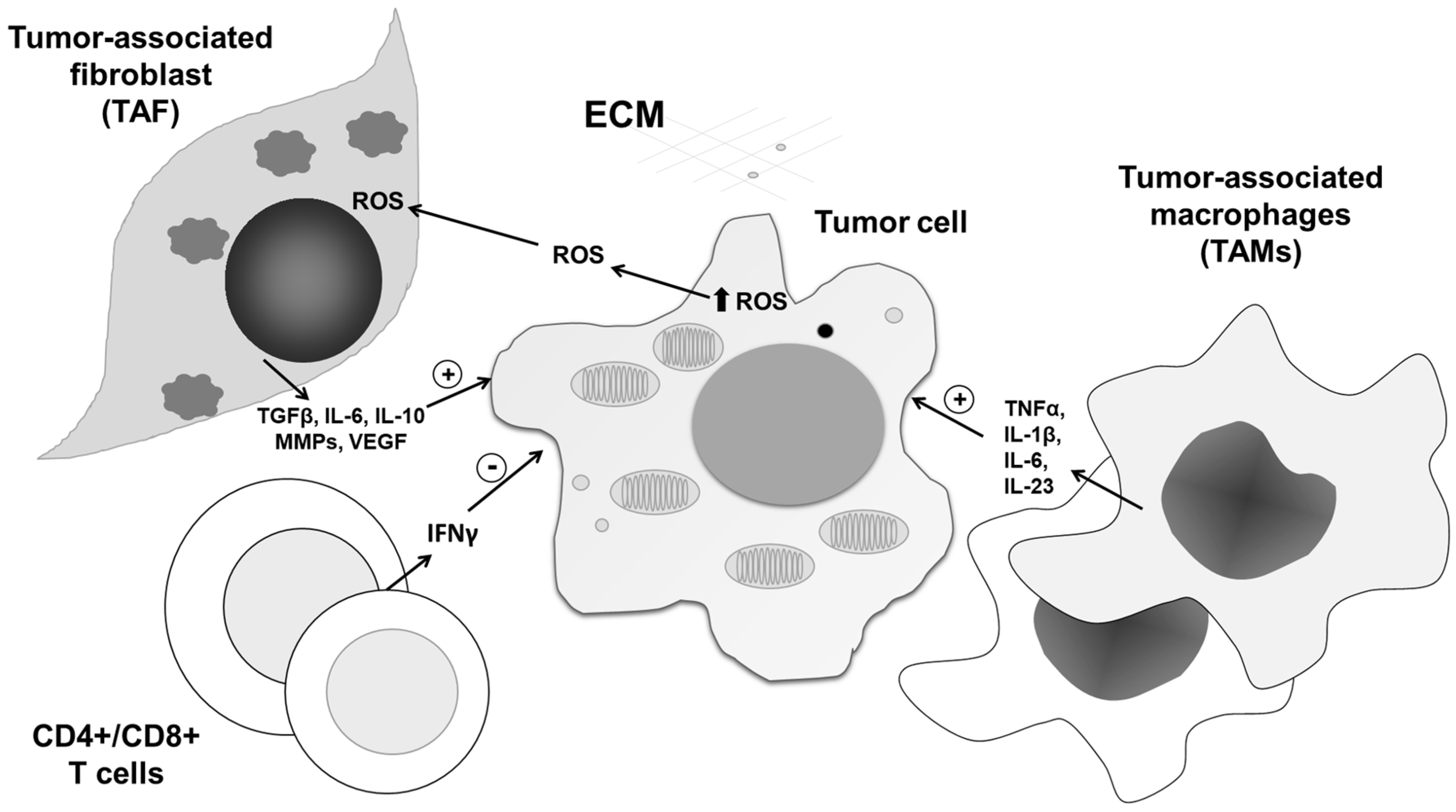 Antioxidants 09 00374 g005