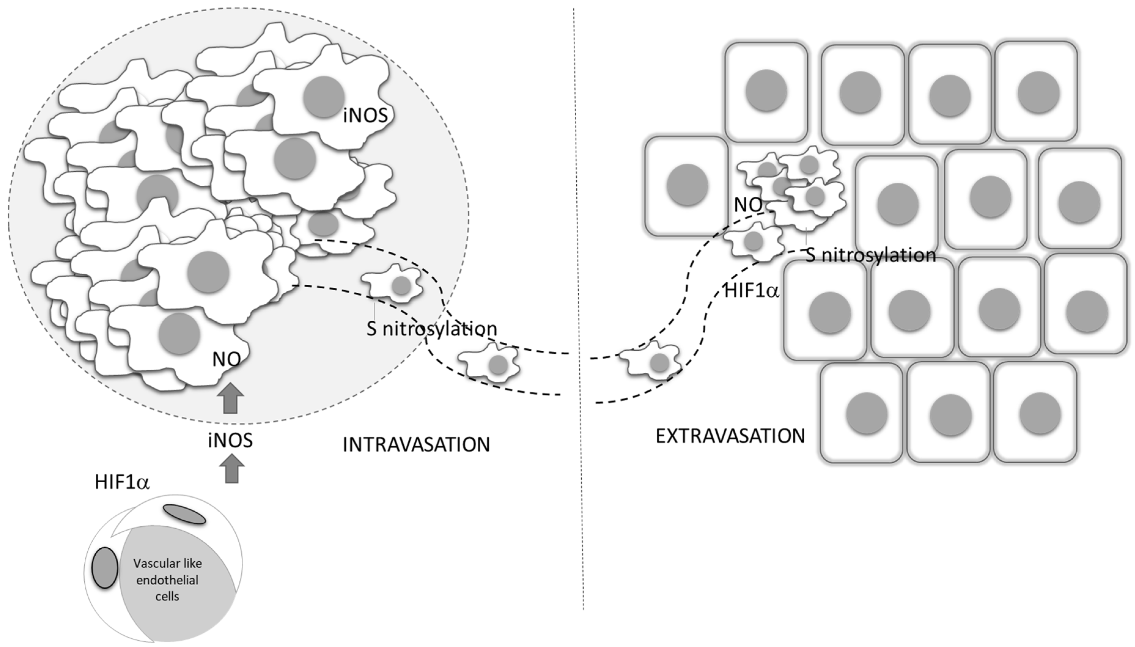Antioxidants 09 00374 g006