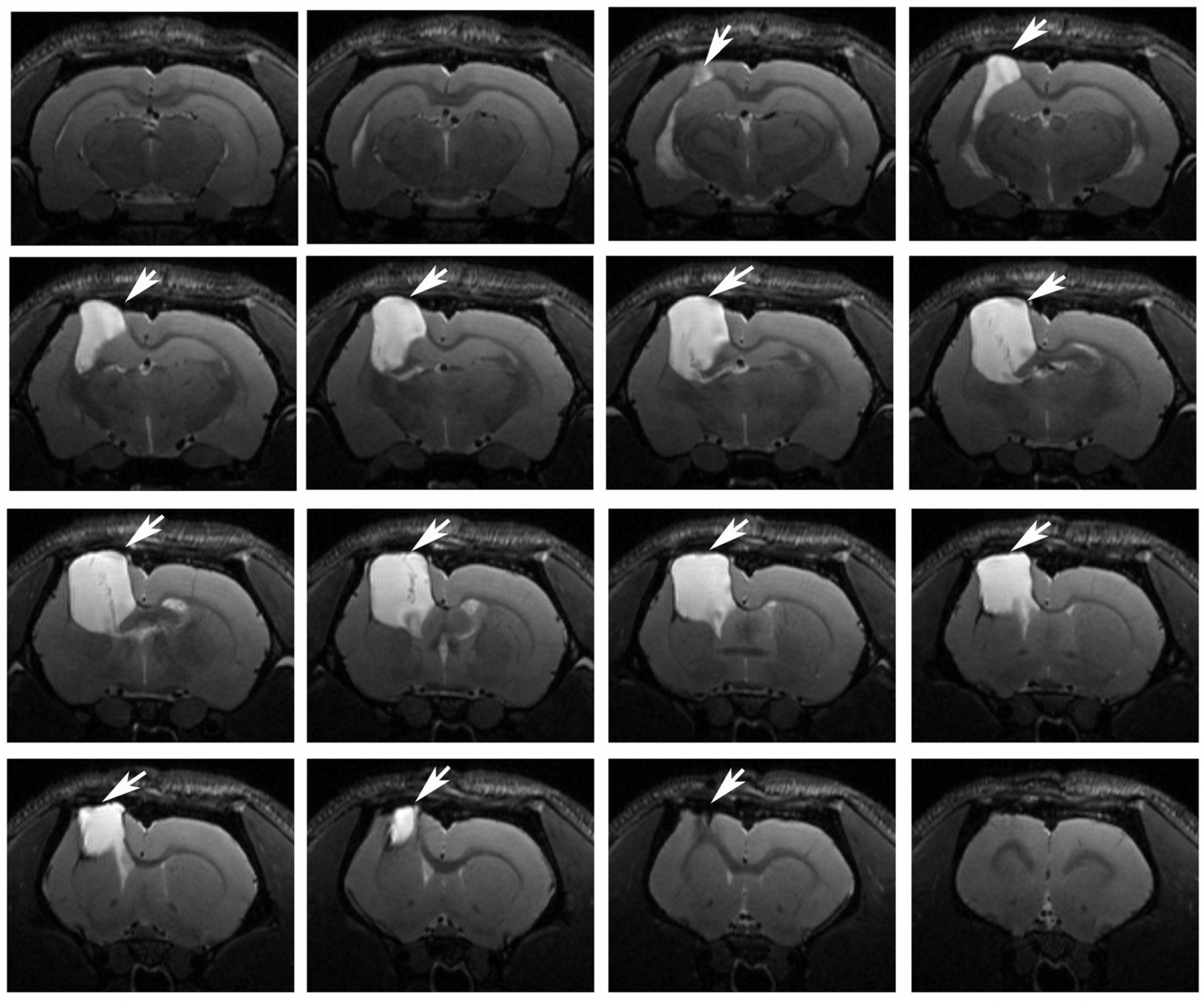 Antioxidants 09 00377 g006