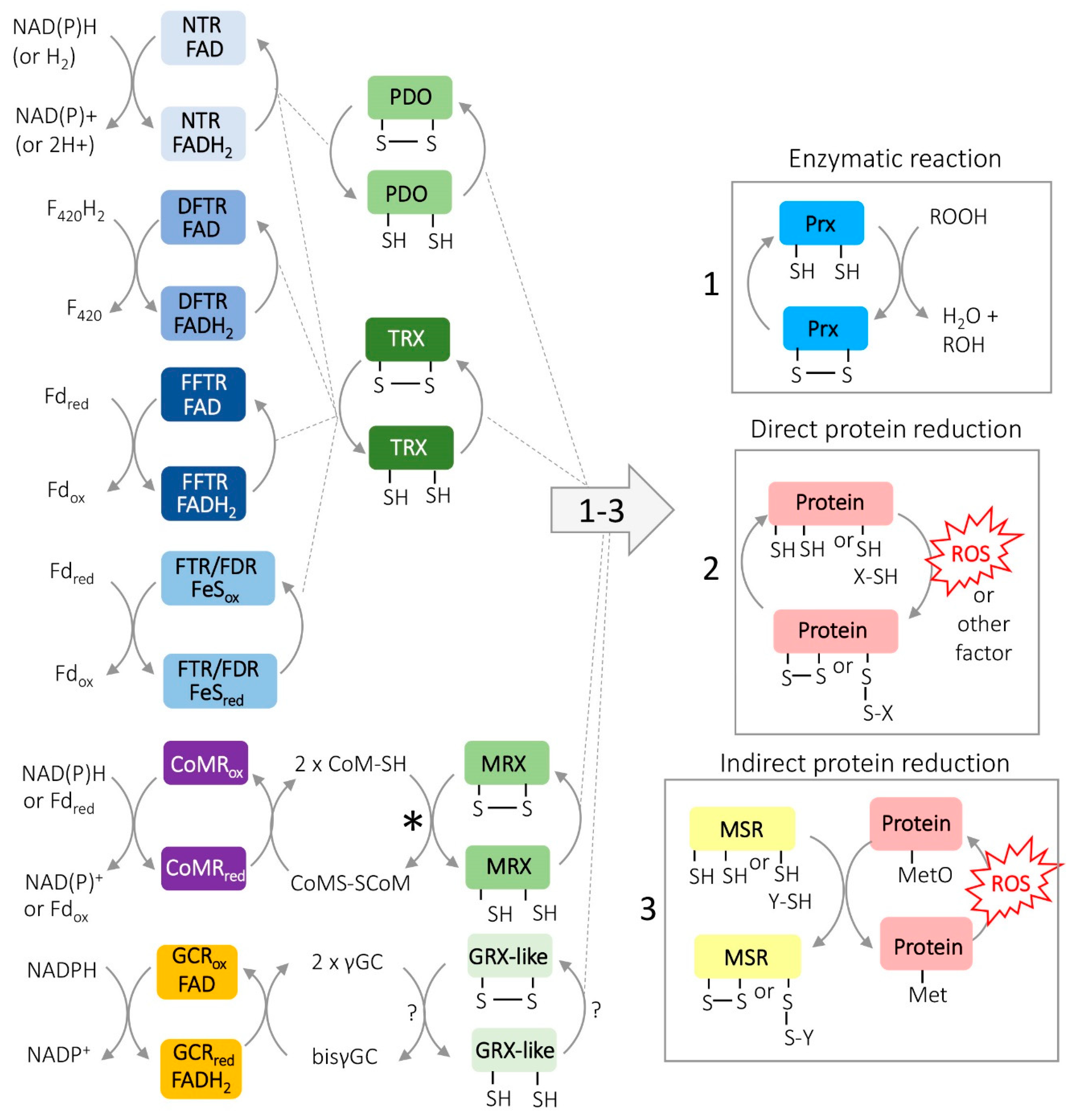 Antioxidants 09 00381 g003 Antioxidants 09 00381 g003