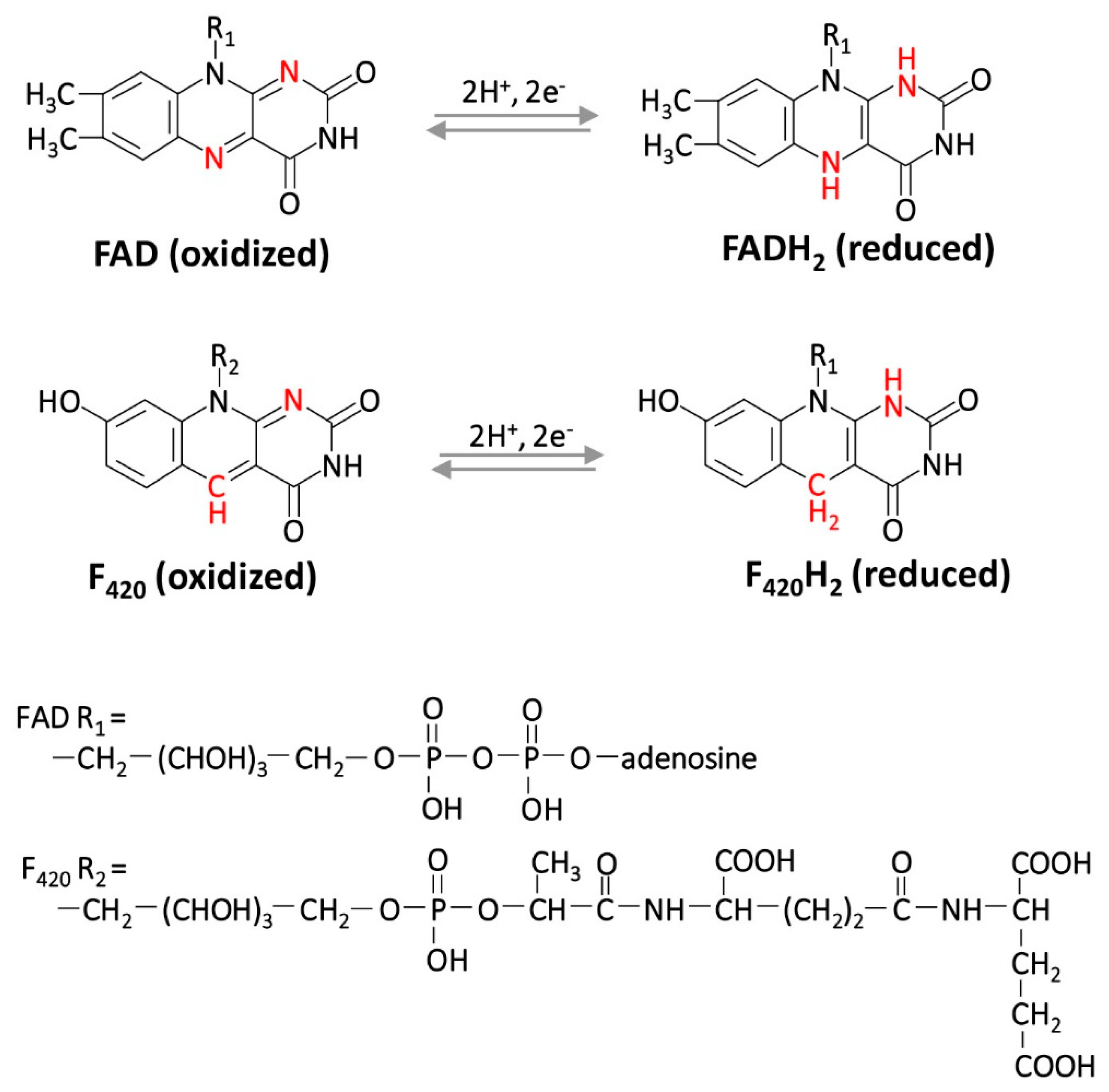 Antioxidants 09 00381 g004 Antioxidants 09 00381 g004