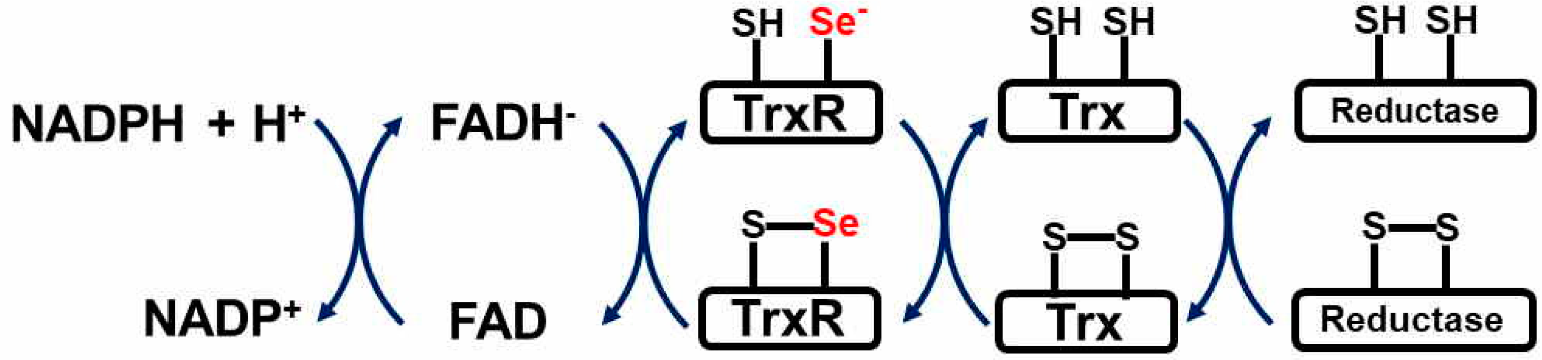 Antioxidants 09 00383 g002