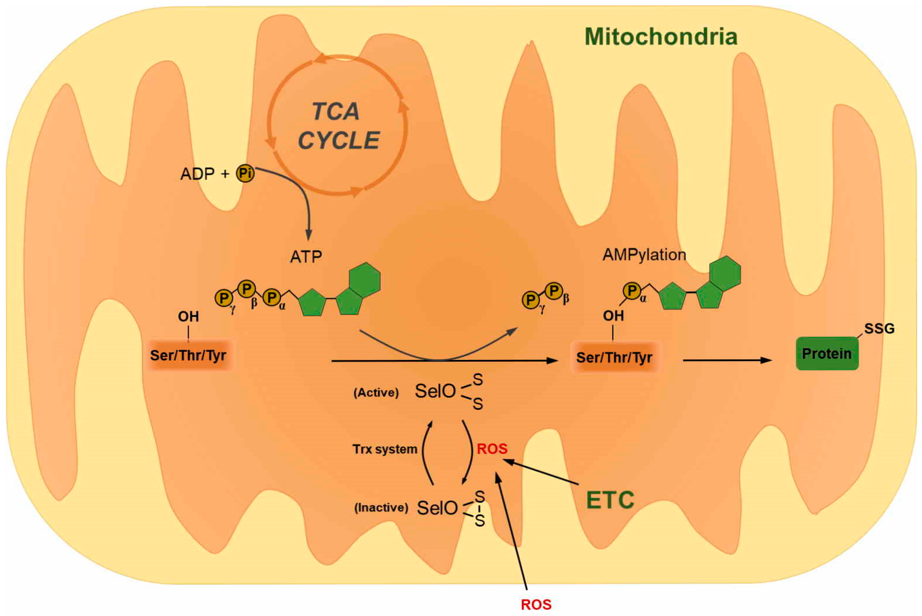 Antioxidants 09 00383 g005
