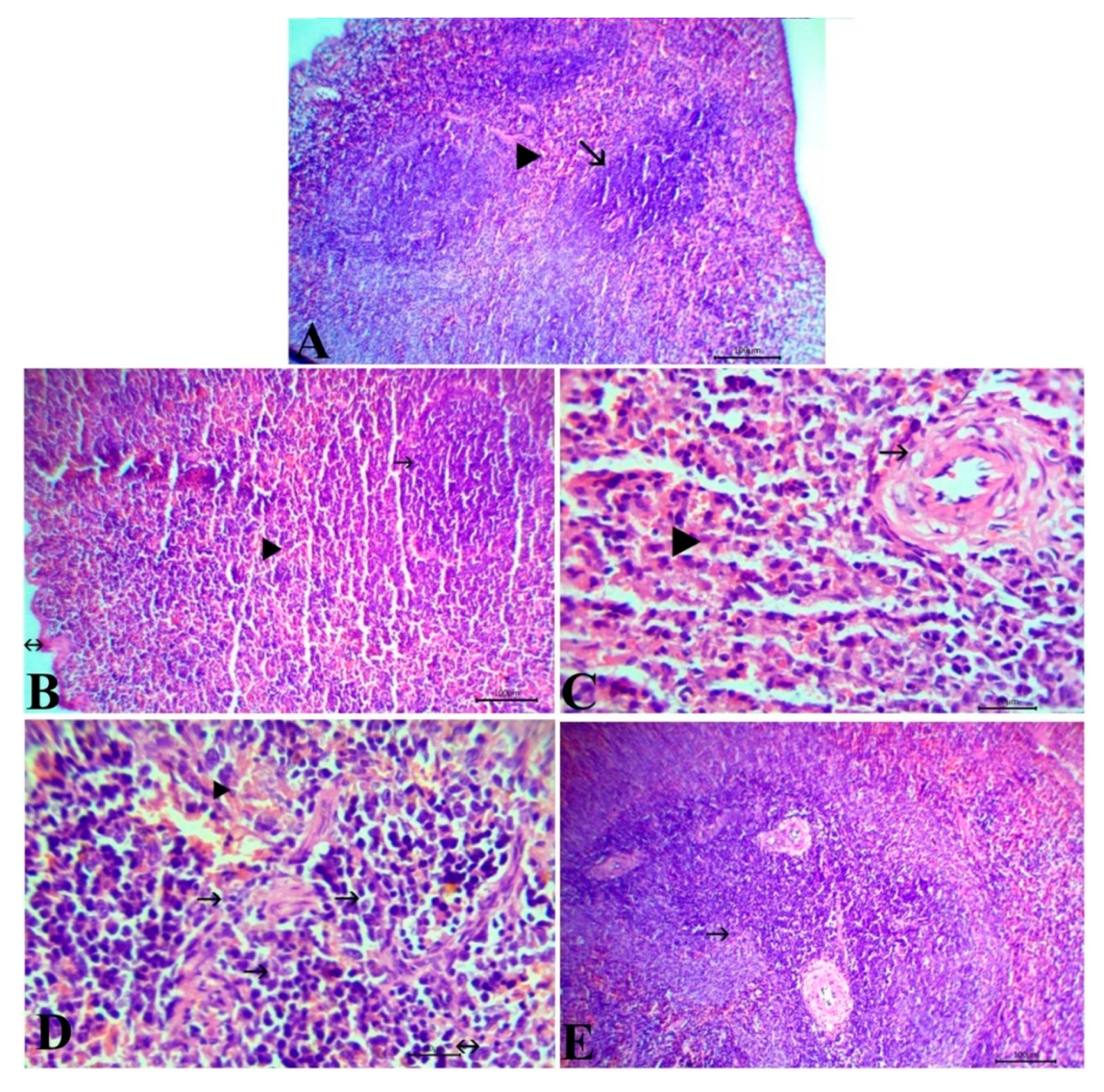 Antioxidants 09 00396 g006