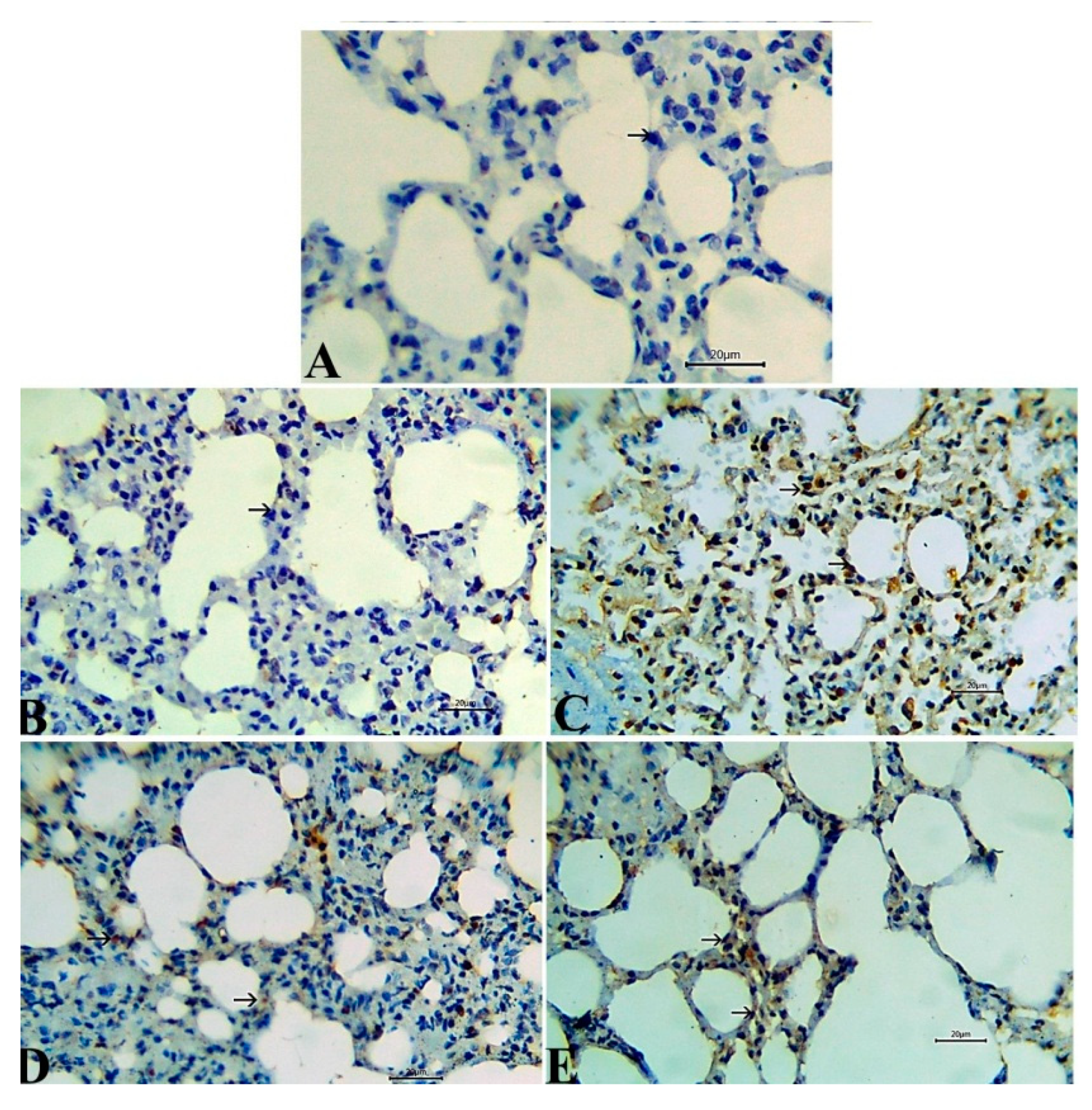 Antioxidants 09 00396 g007