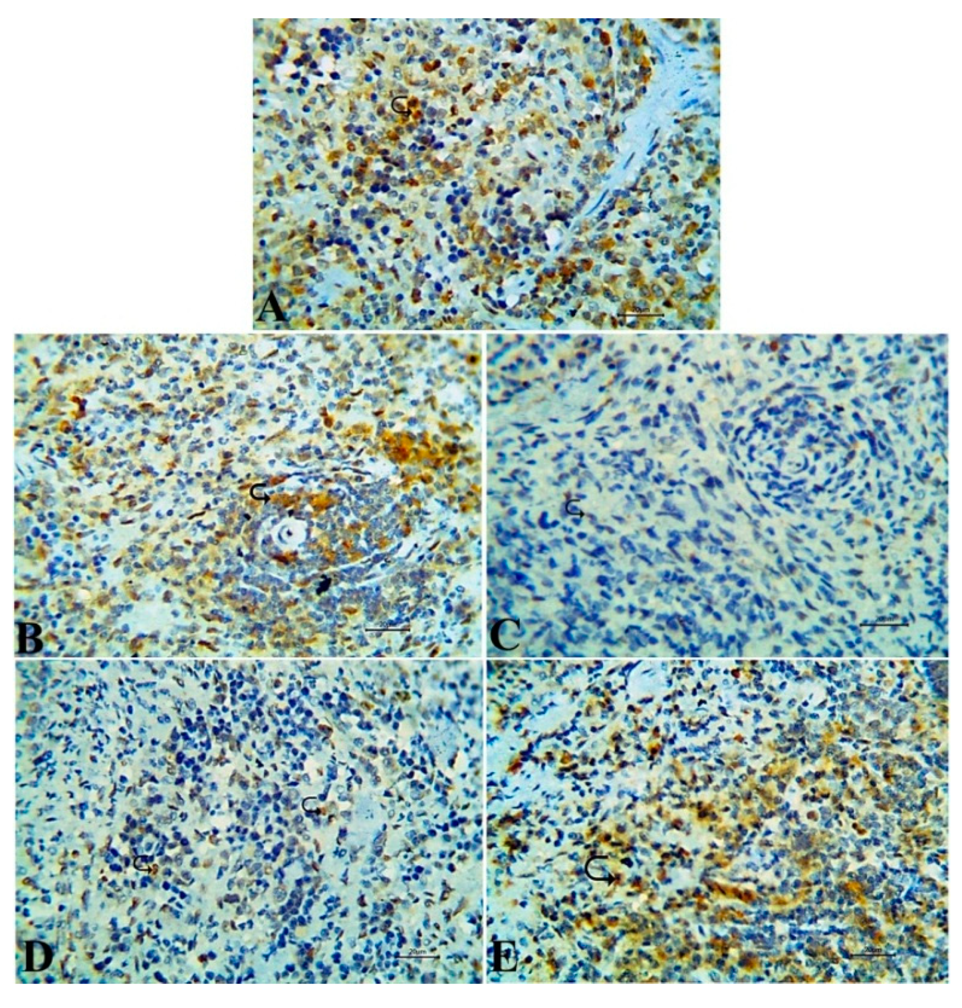 Antioxidants 09 00396 g008